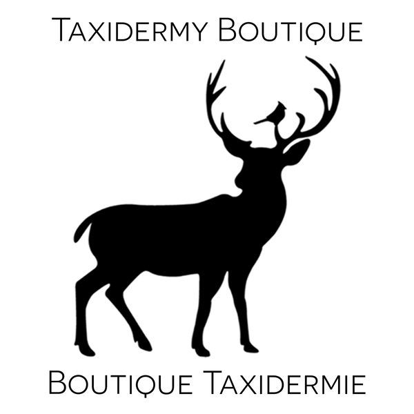 Taxidermy Boutique Logo
