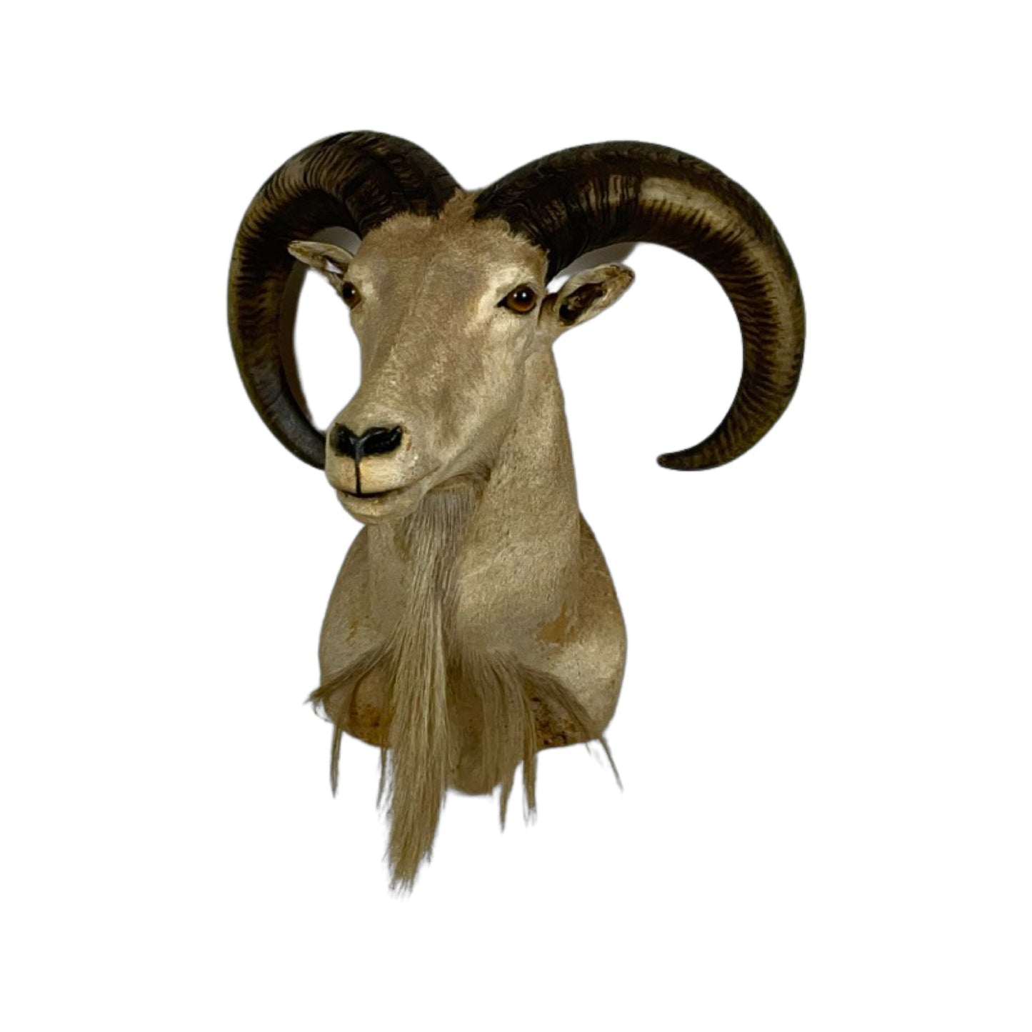 A Taxidermy Aoudad / Babary Sheep Shoulder Mount of Grade Inferior