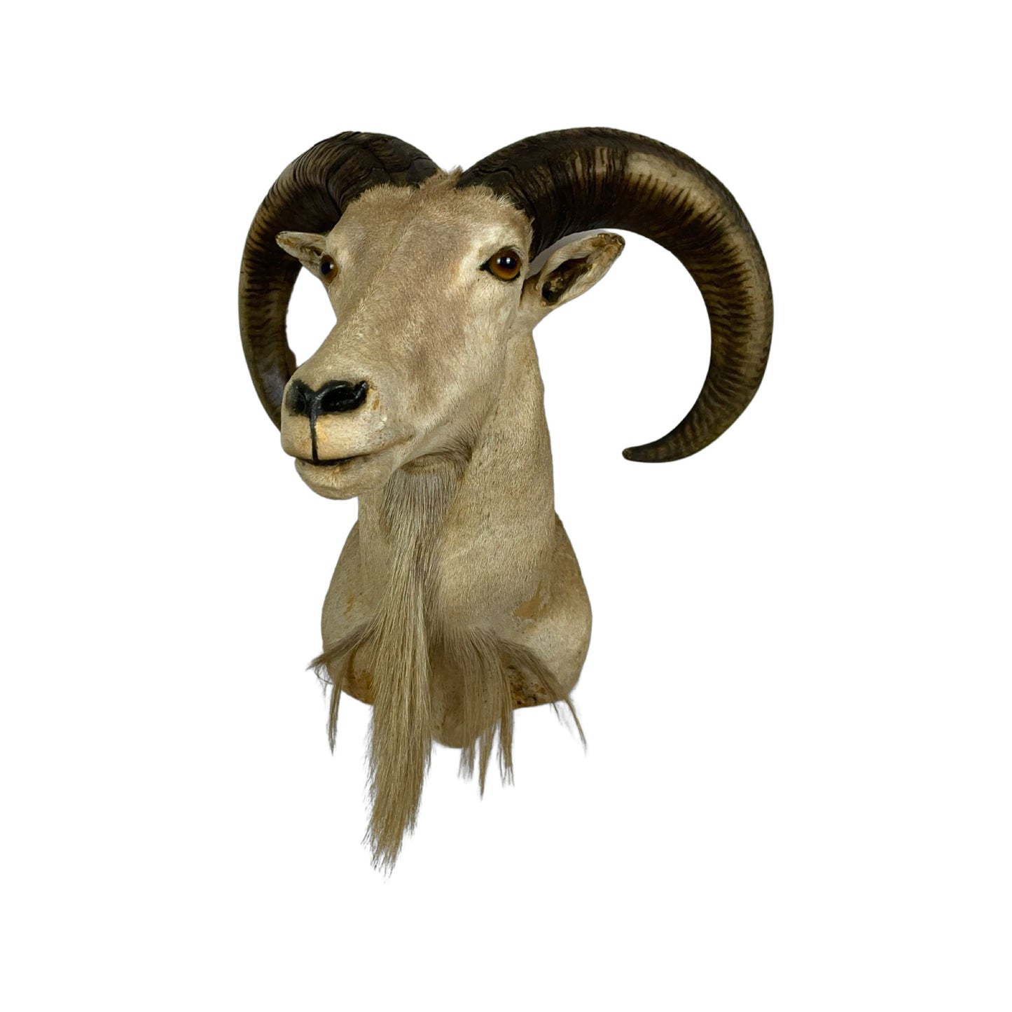 A Taxidermy Aoudad / Babary Sheep Shoulder Mount of Grade Inferior