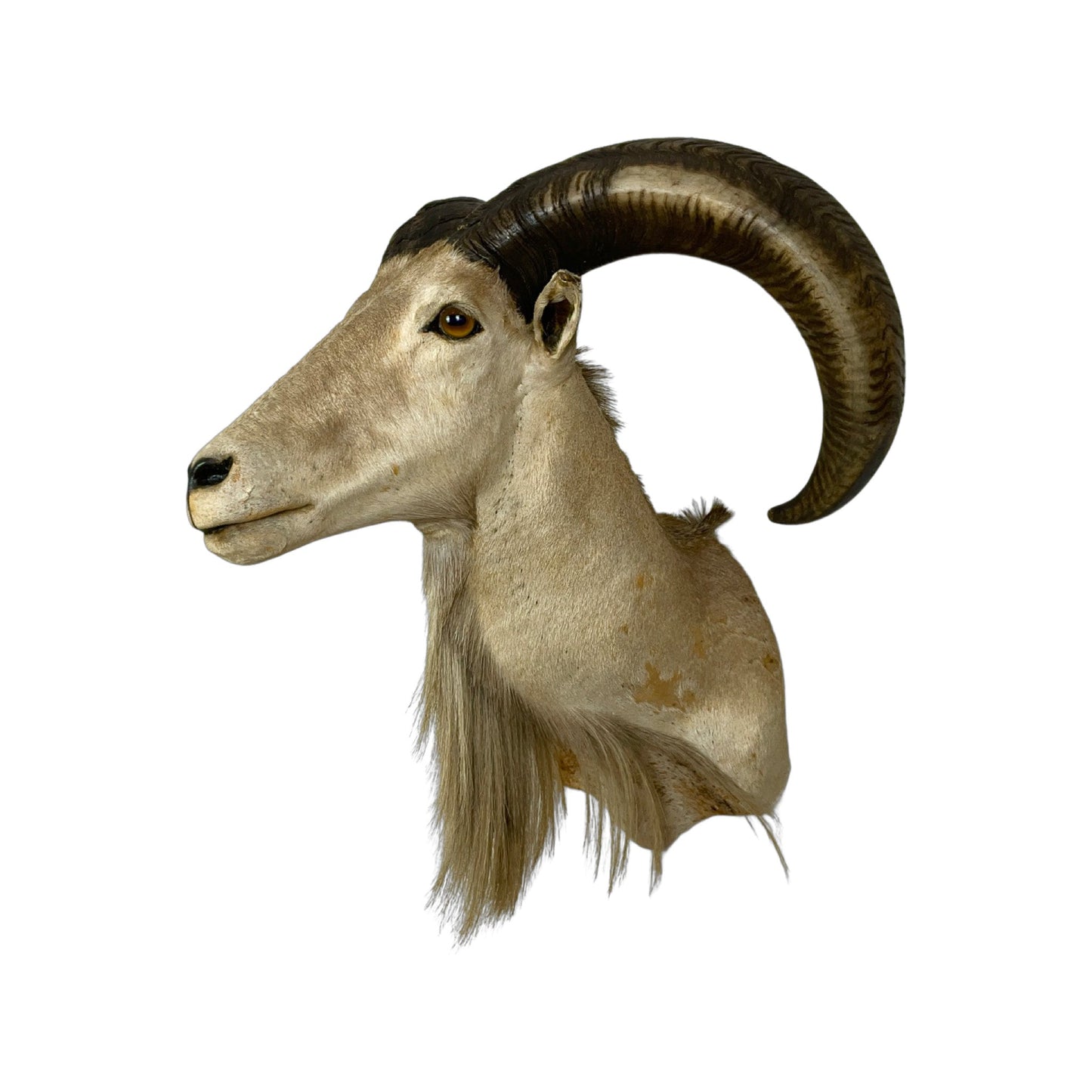 A Taxidermy Aoudad / Babary Sheep Shoulder Mount of Grade Inferior