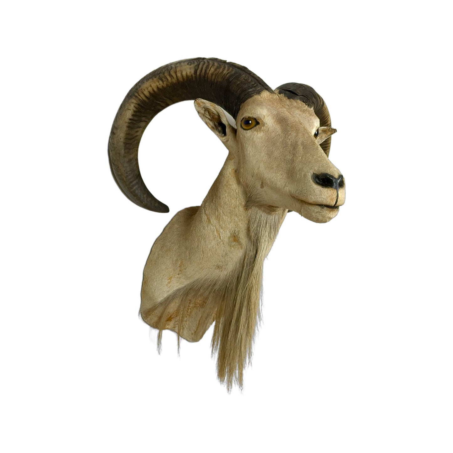 A Taxidermy Aoudad / Babary Sheep Shoulder Mount of Grade Inferior