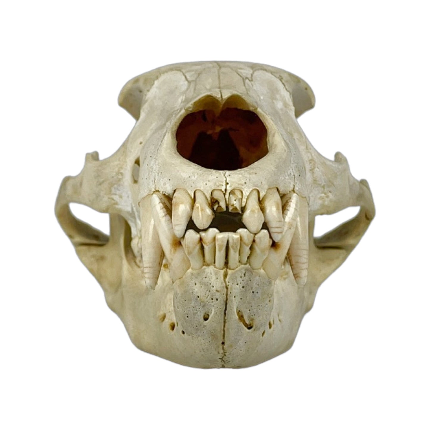 A Home Decor Taxidermy Bear Skull of Grade Respectable