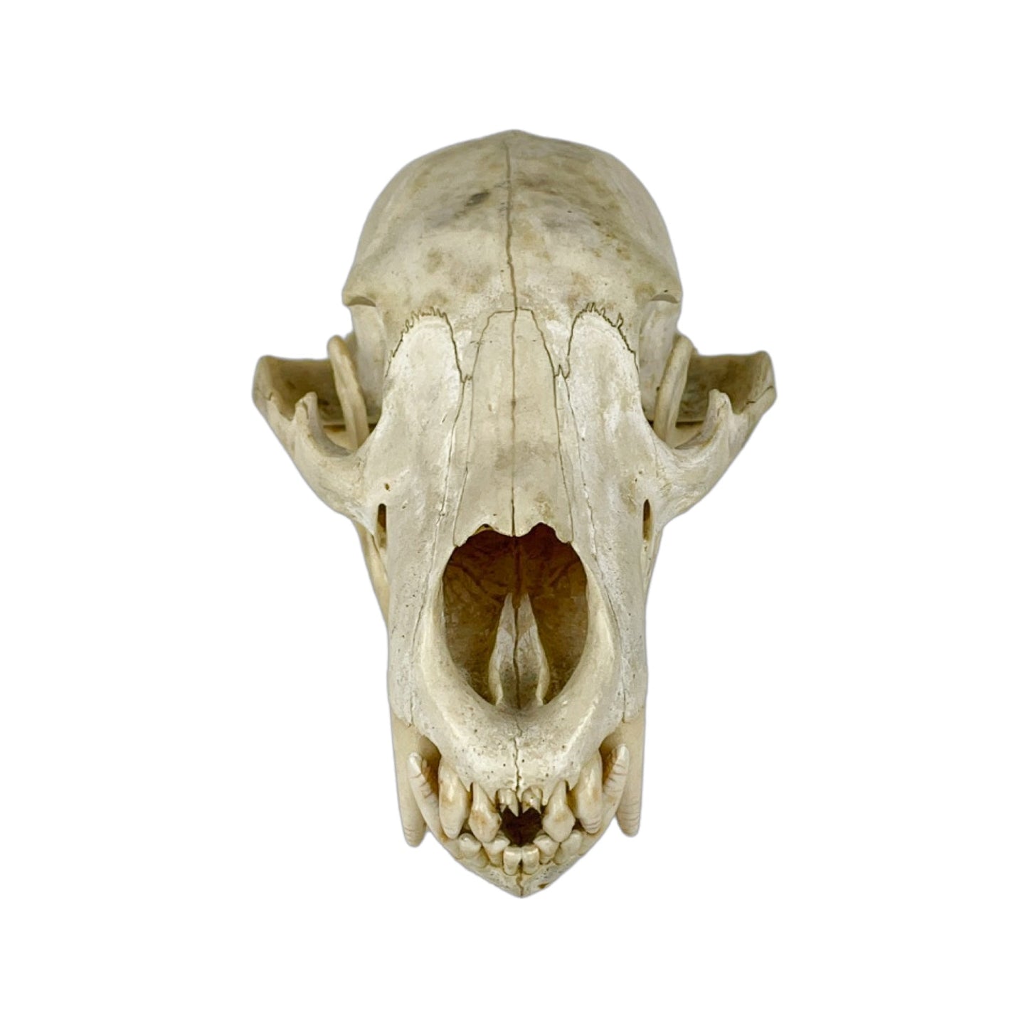 A Home Decor Taxidermy Bear Skull of Grade Respectable