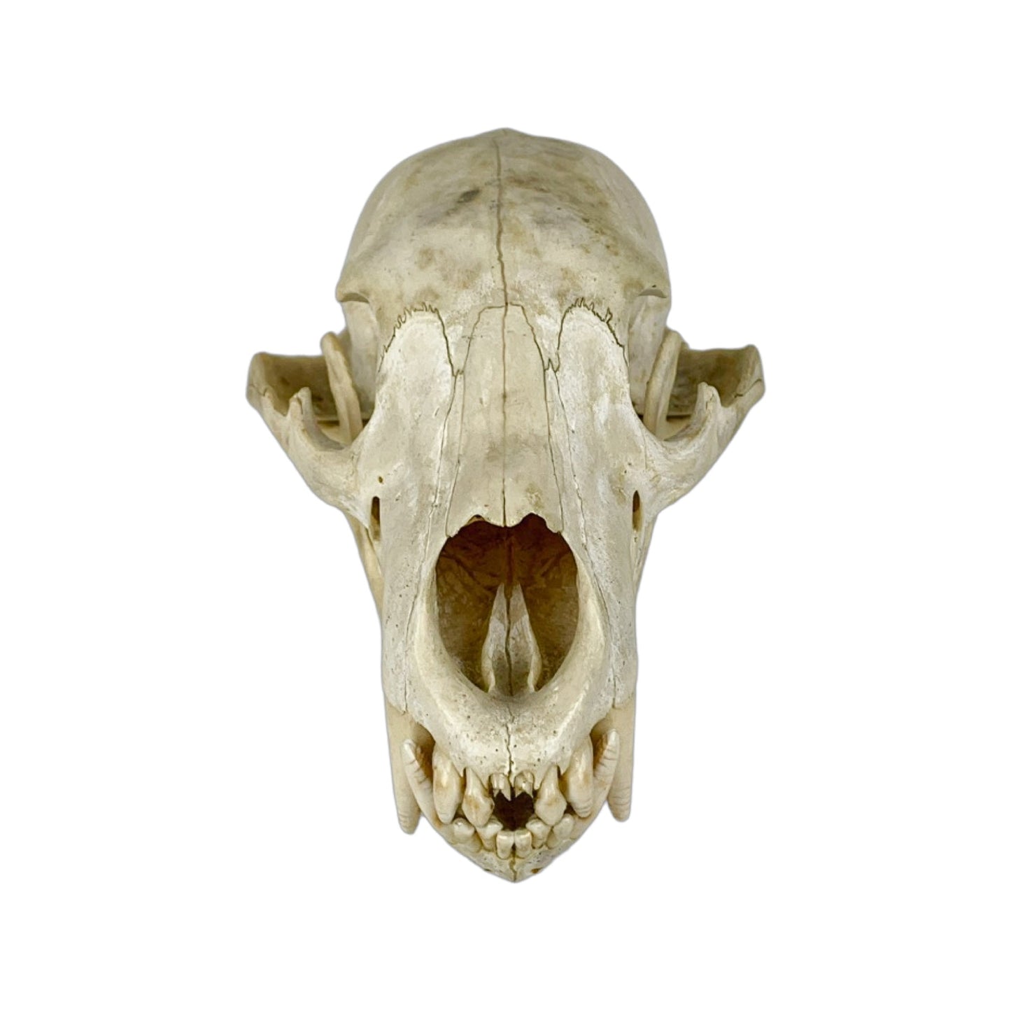 A Home Decor Taxidermy Bear Skull of Grade Respectable