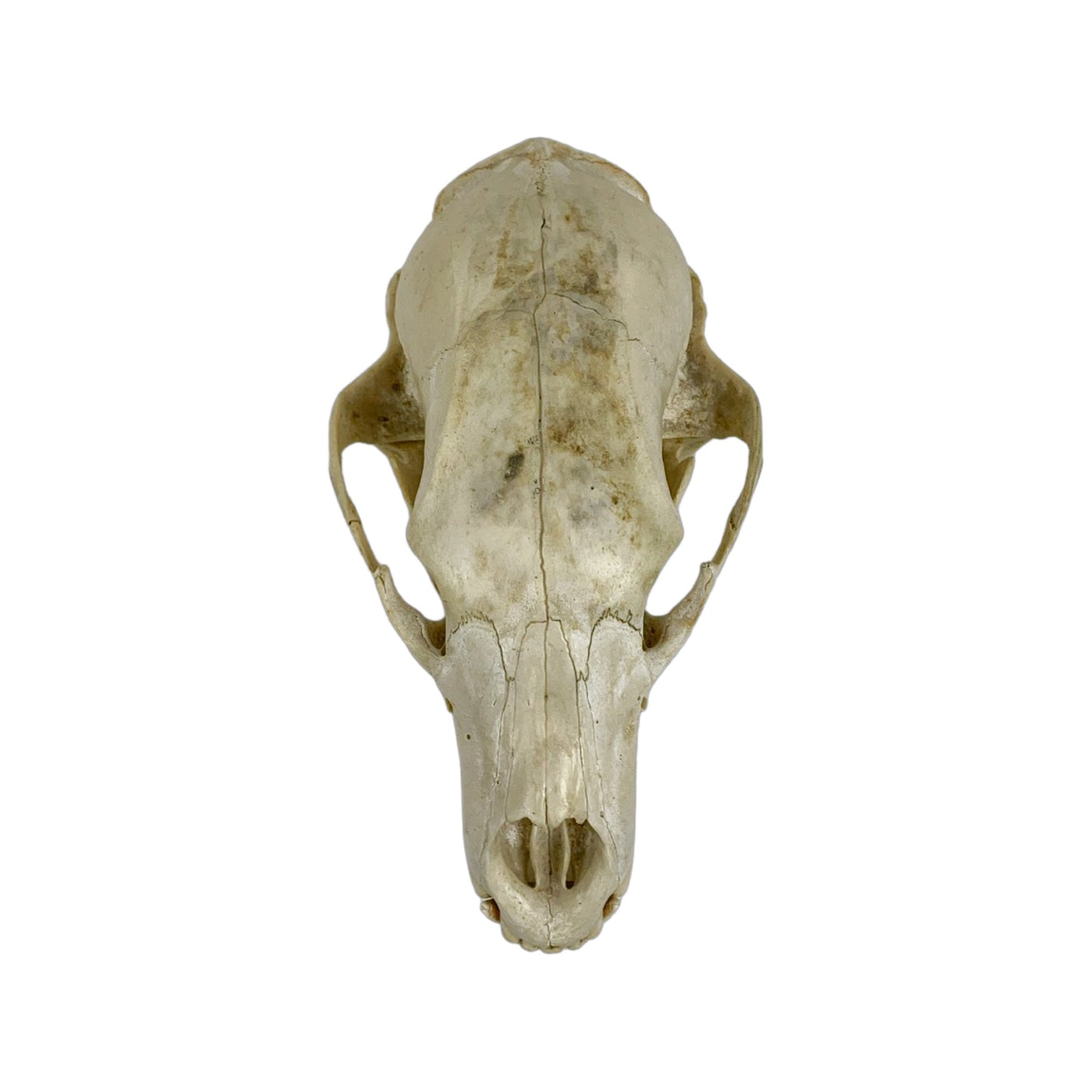 A Home Decor Taxidermy Bear Skull of Grade Respectable