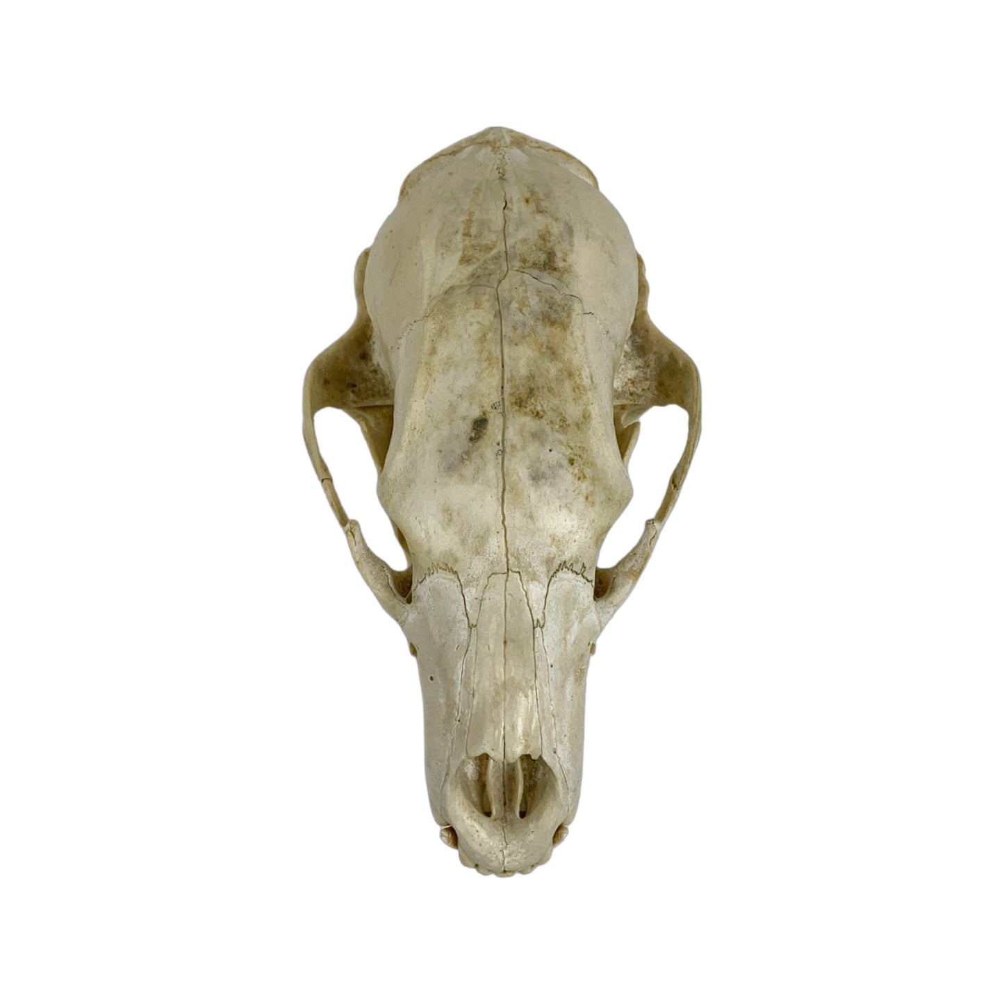A Home Decor Taxidermy Bear Skull of Grade Respectable