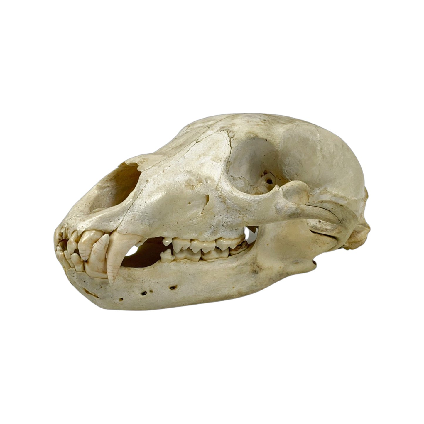 A Home Decor Taxidermy Bear Skull of Grade Respectable