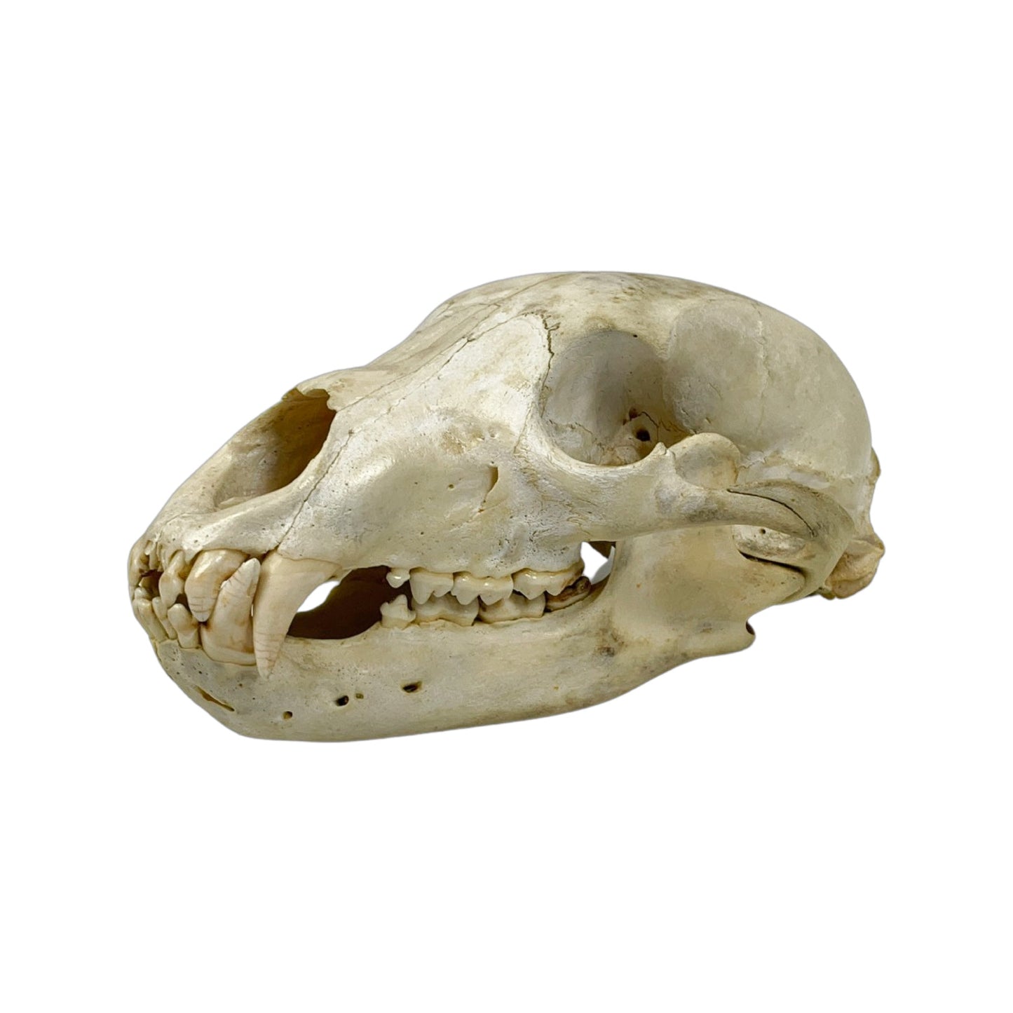 A Home Decor Taxidermy Bear Skull of Grade Respectable