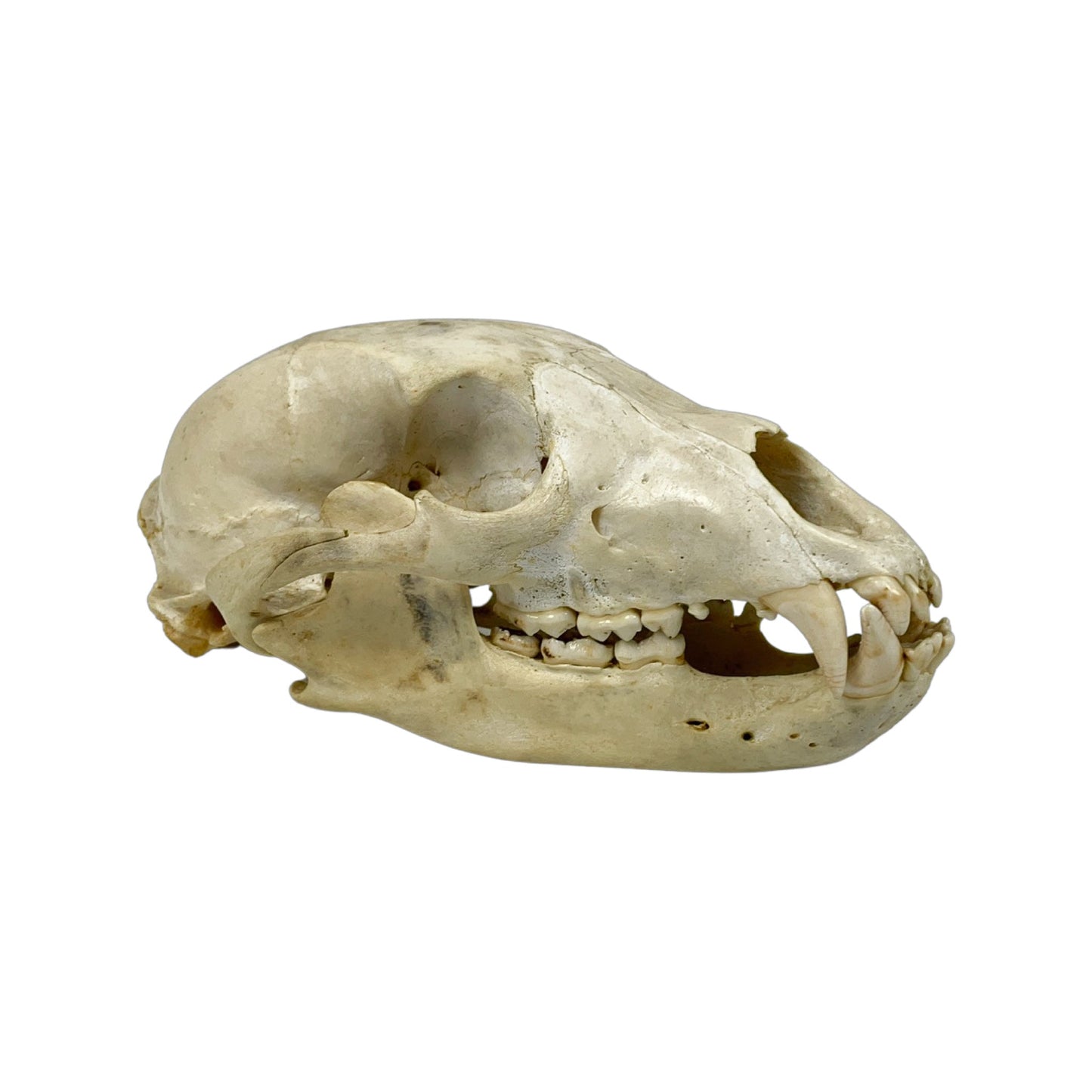 A Home Decor Taxidermy Bear Skull of Grade Respectable
