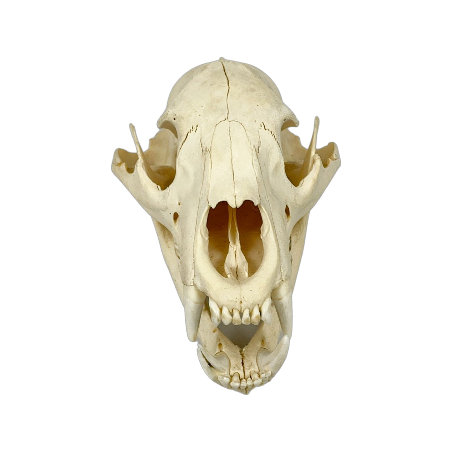 A Home Decor Taxidermy Bear Skull of Grade Respectable