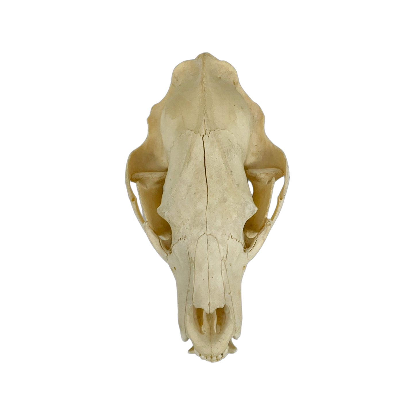 A Home Decor Taxidermy Bear Skull of Grade Respectable