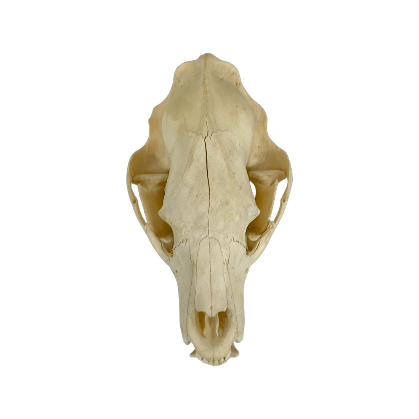 A Home Decor Taxidermy Bear Skull of Grade Respectable
