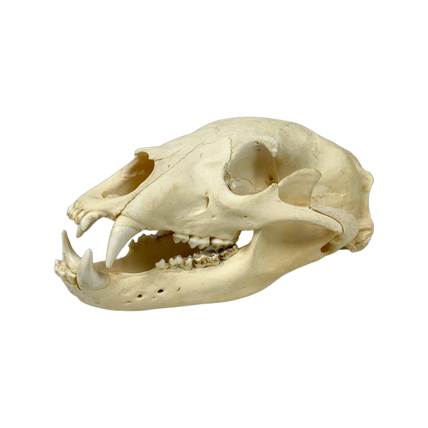 A Home Decor Taxidermy Bear Skull of Grade Respectable