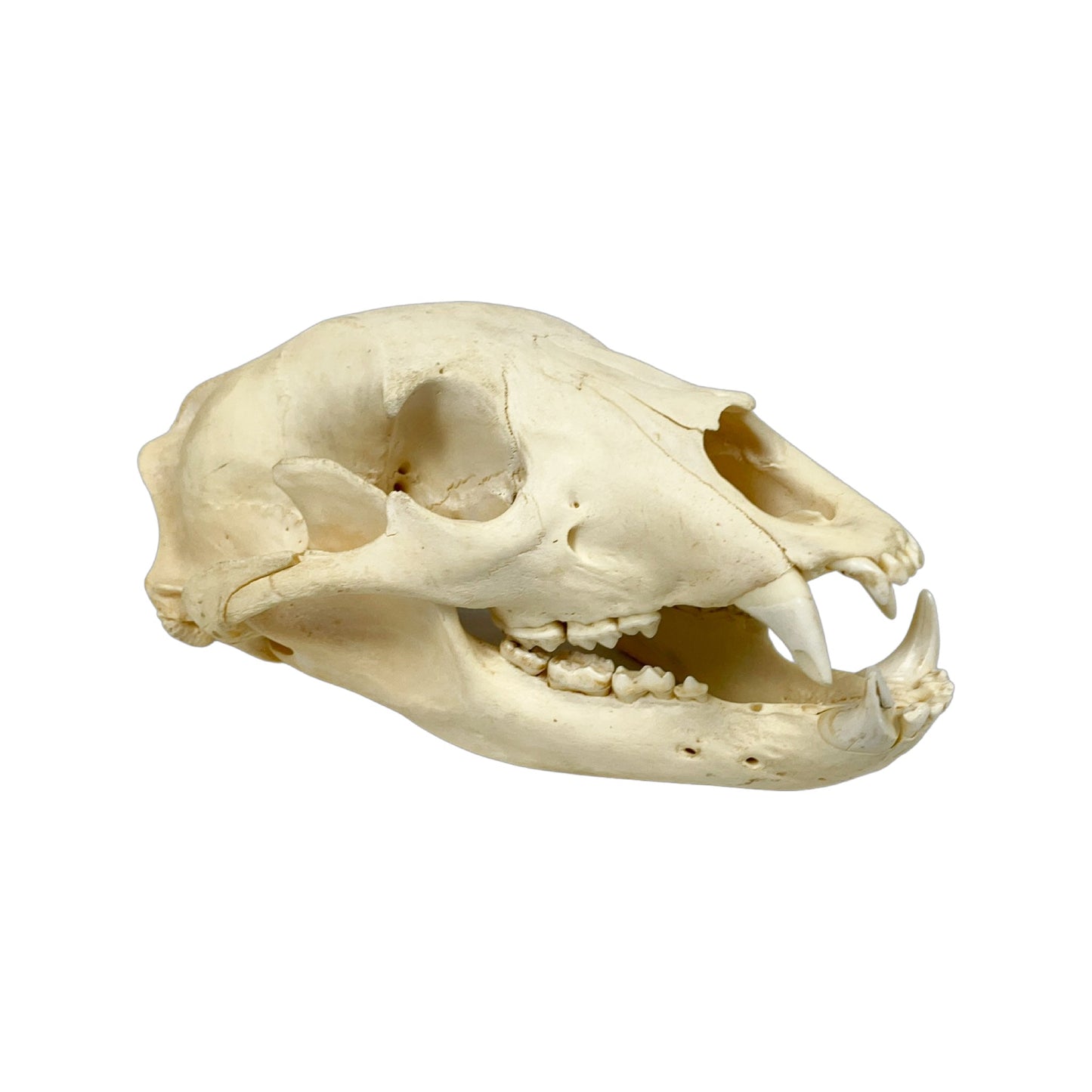 A Home Decor Taxidermy Bear Skull of Grade Respectable