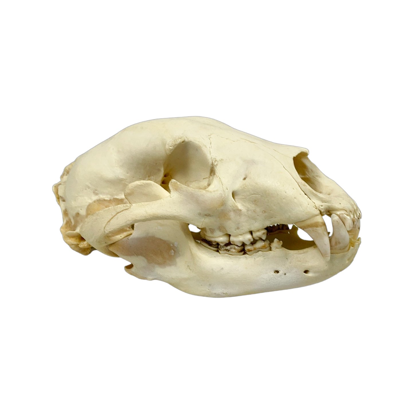 A Home Decor Taxidermy Bear Skull of Grade Respectable