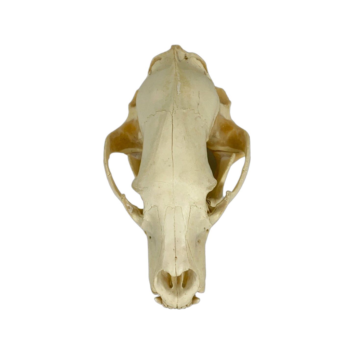 A Home Decor Taxidermy Bear Skull of Grade Respectable