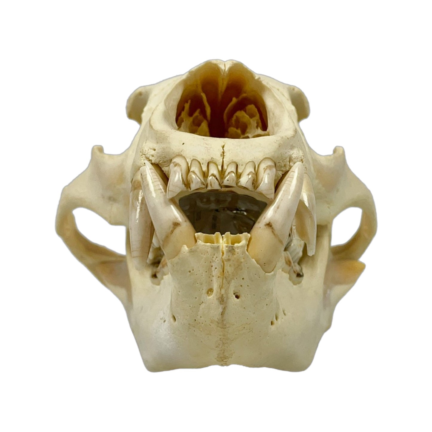 A Home Decor Taxidermy Bear Skull of Grade Respectable
