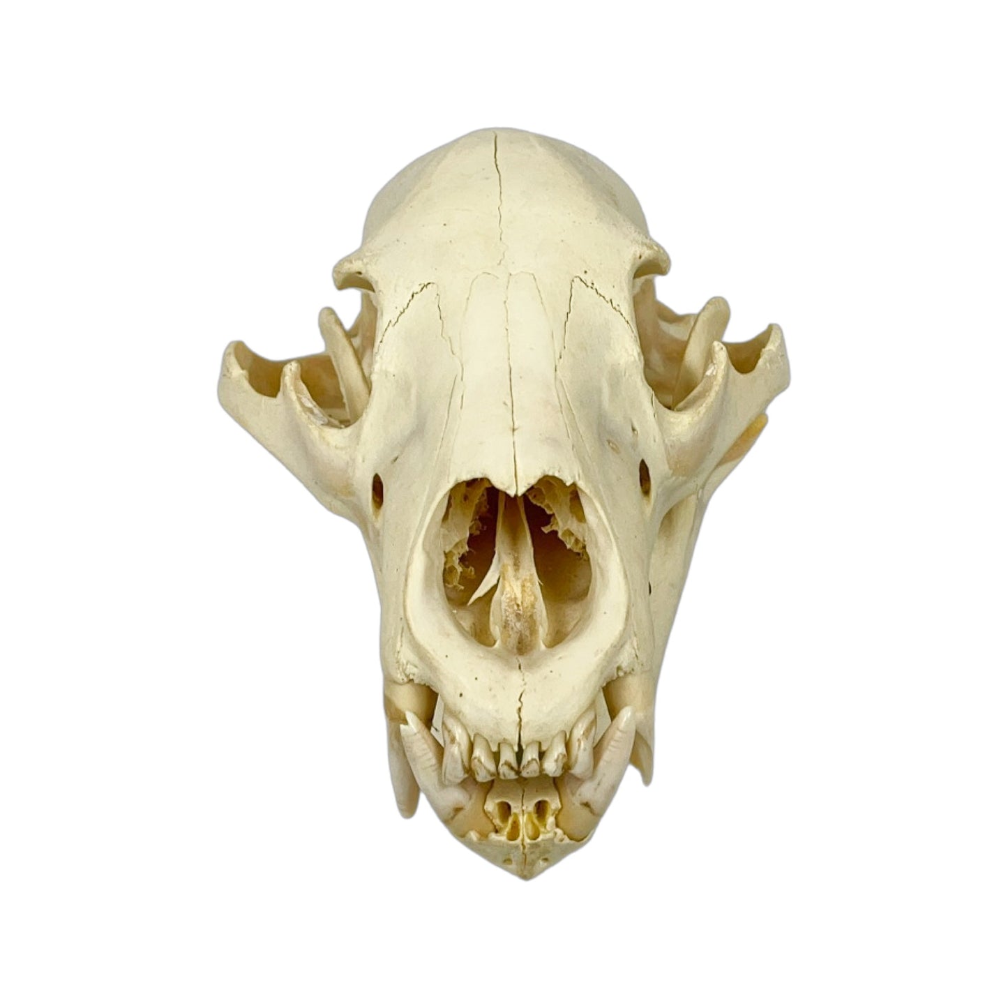 A Home Decor Taxidermy Bear Skull of Grade Respectable