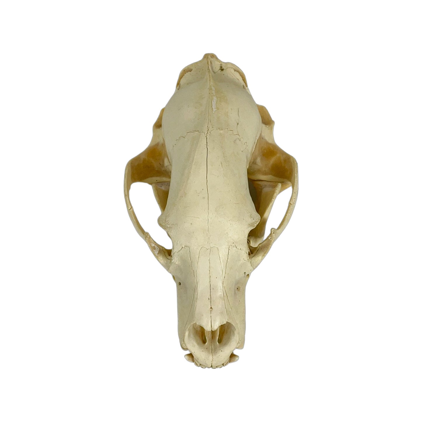 A Home Decor Taxidermy Bear Skull of Grade Respectable