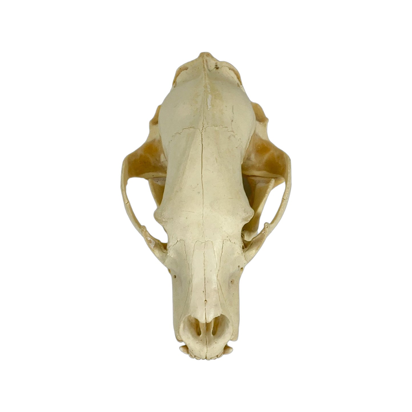 A Home Decor Taxidermy Bear Skull of Grade Respectable