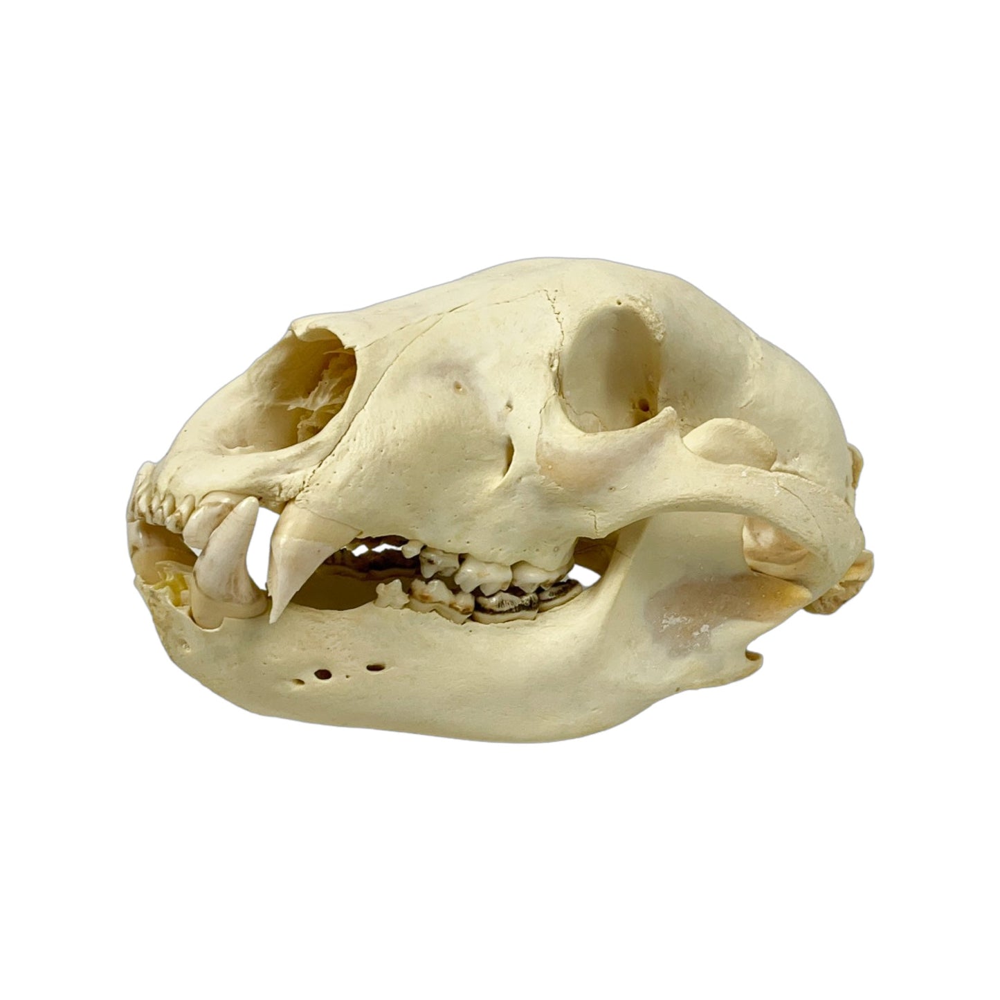 A Home Decor Taxidermy Bear Skull of Grade Respectable