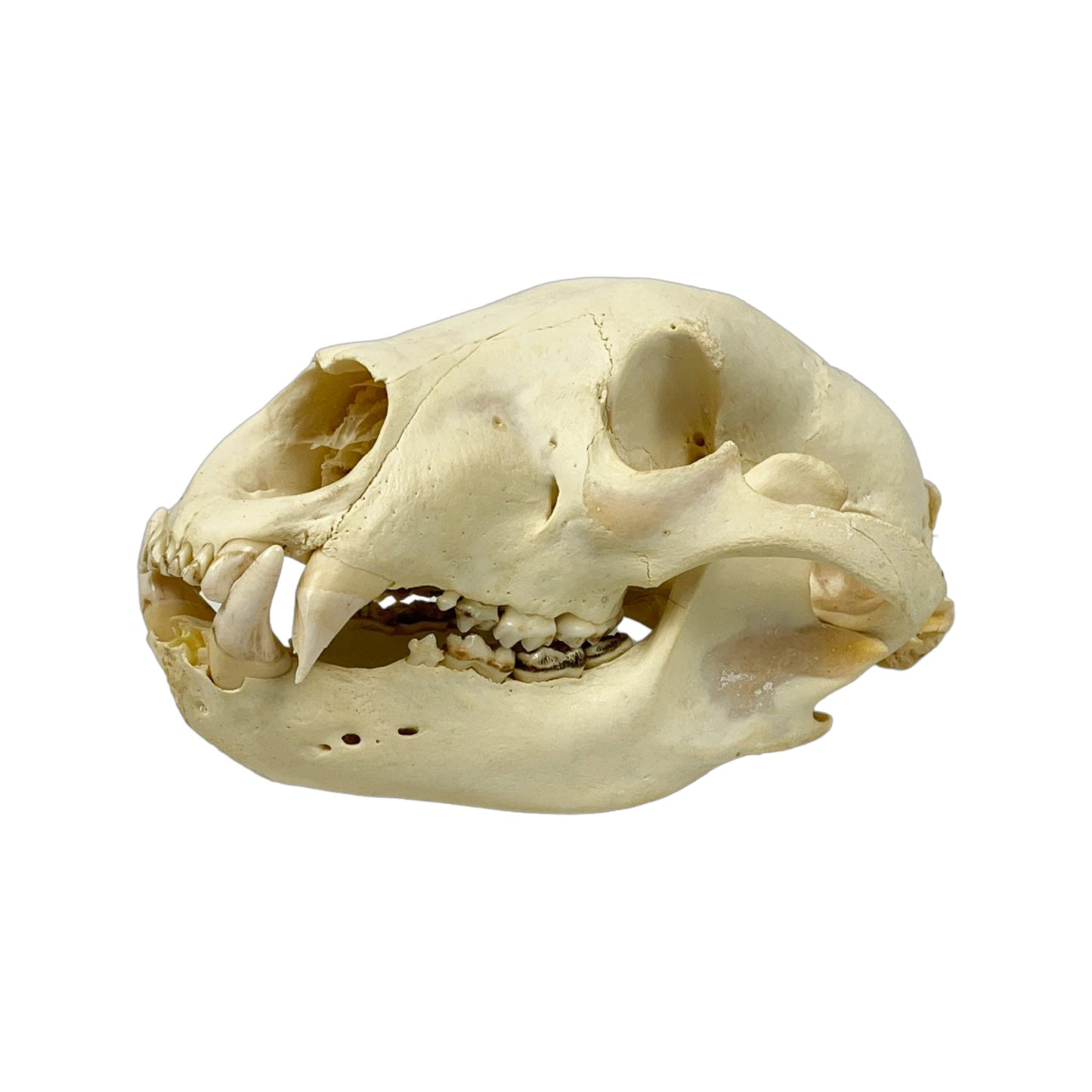 A Home Decor Taxidermy Bear Skull of Grade Respectable