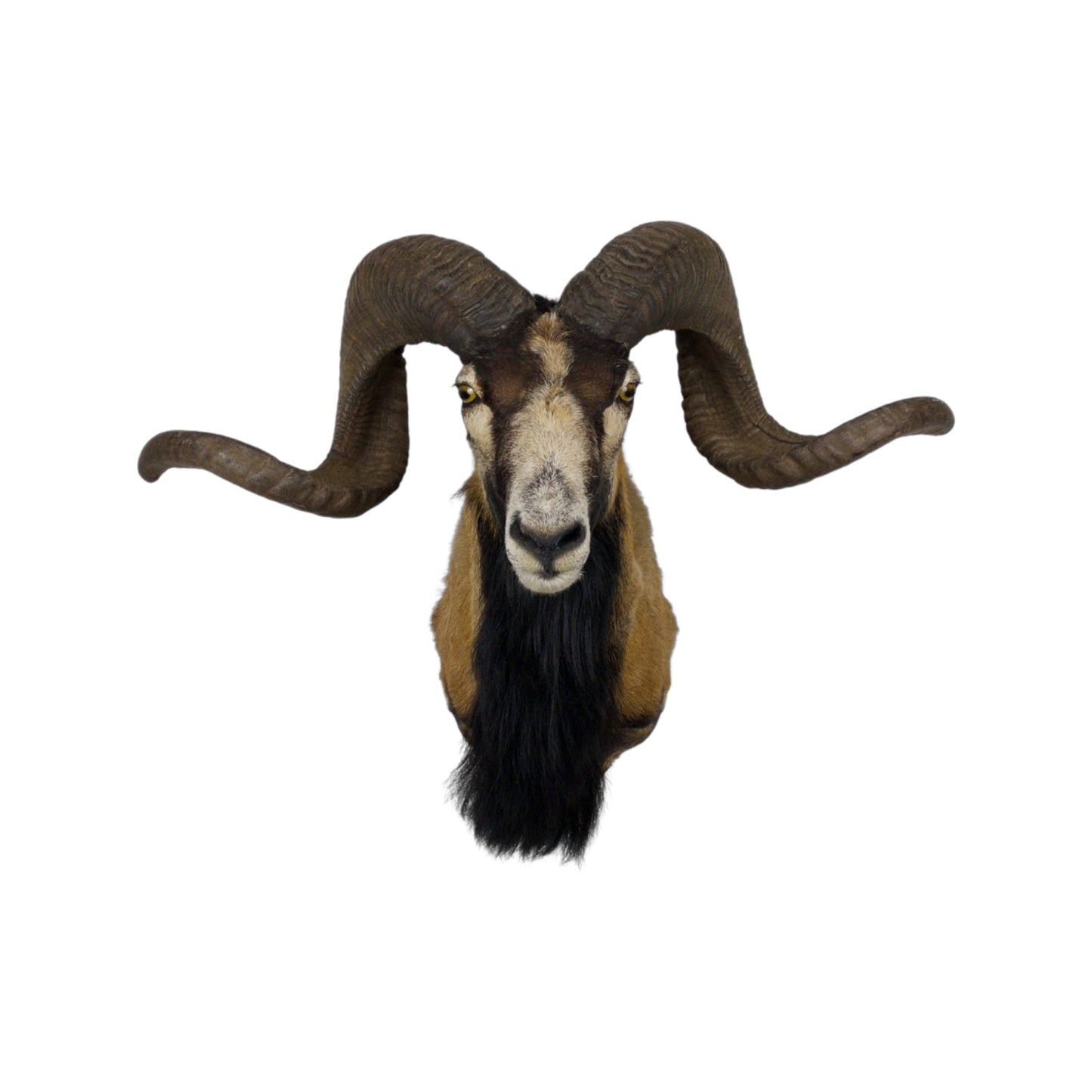 A Taxidermy Bighorn Shoulder Mount of Grade Respectable