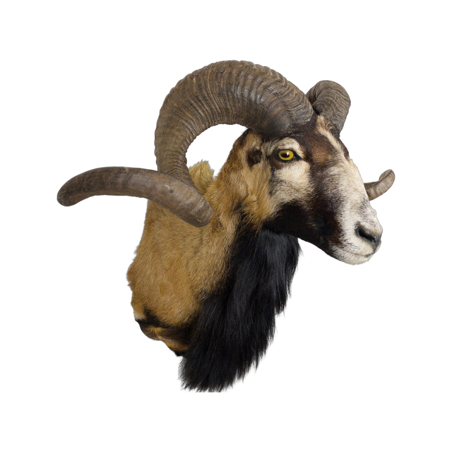 A Taxidermy Bighorn Shoulder Mount of Grade Respectable