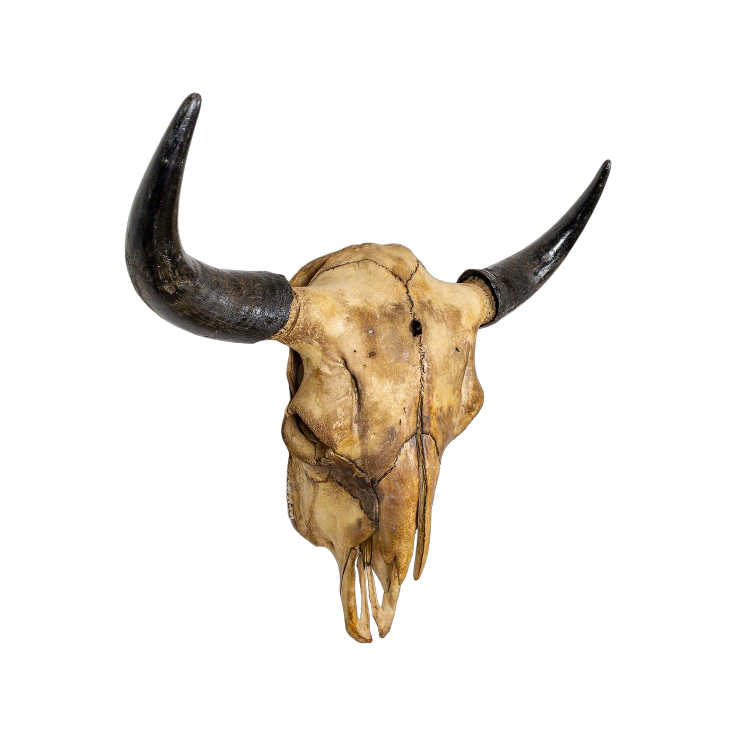 A Home Decor Taxidermy Bison Natural Coffee Stained Skull of Grade Remarkable