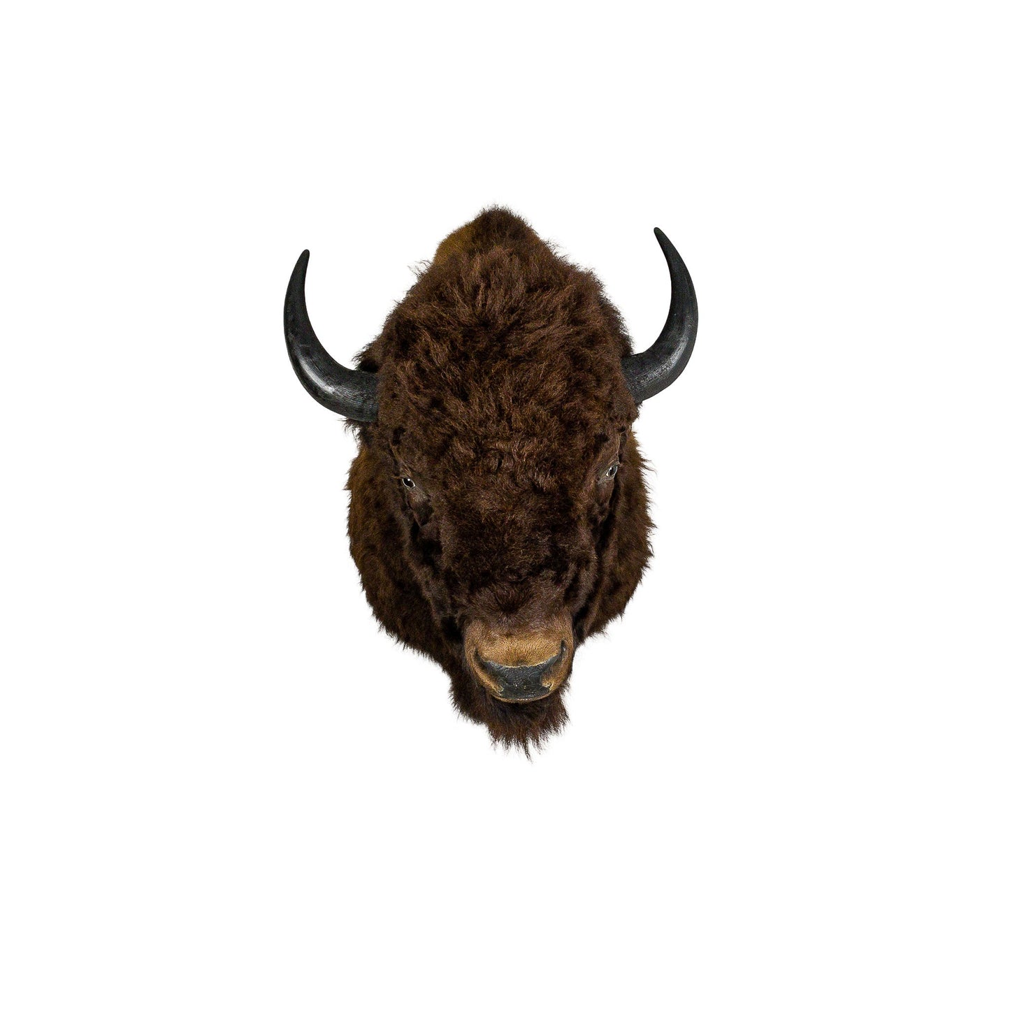 A Home Decor Taxidermy Bison Shoulder Mount of Grade World Class