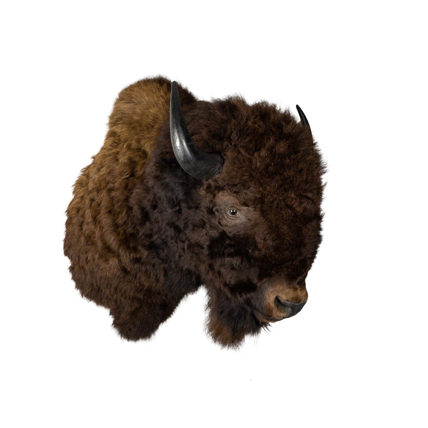 A Home Decor Taxidermy Bison Shoulder Mount of Grade World Class