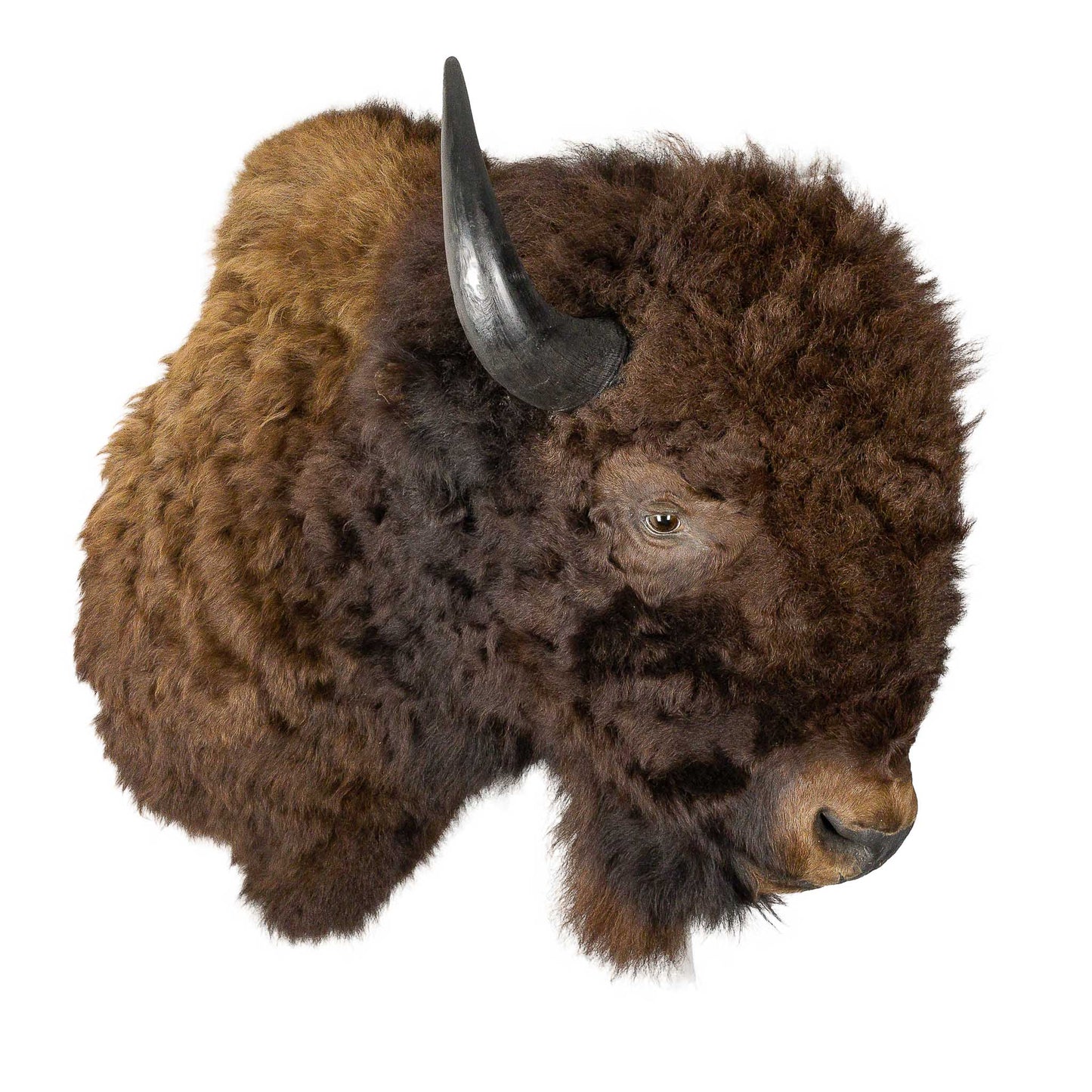 A Home Decor Taxidermy Bison Shoulder Mount of Grade World Class