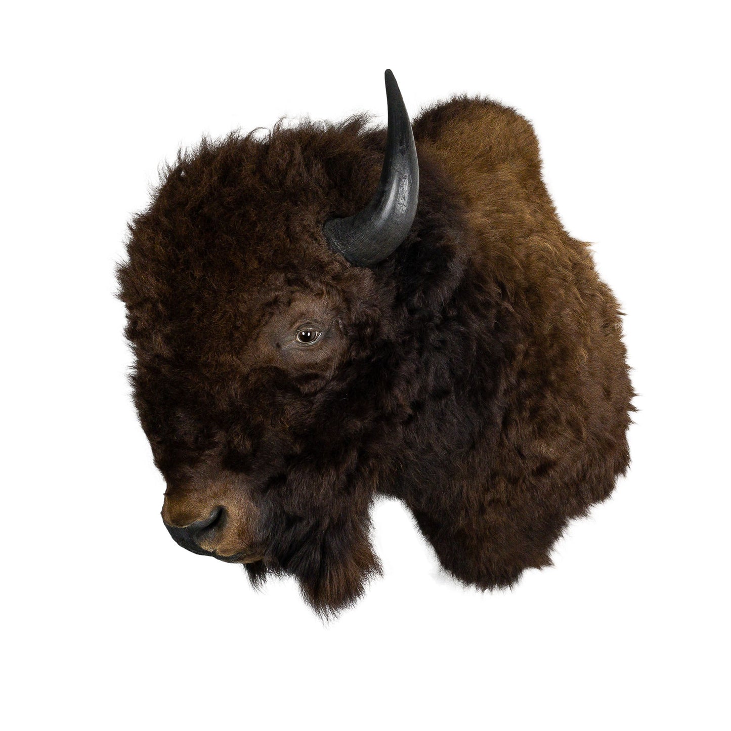 A Home Decor Taxidermy Bison Shoulder Mount of Grade World Class