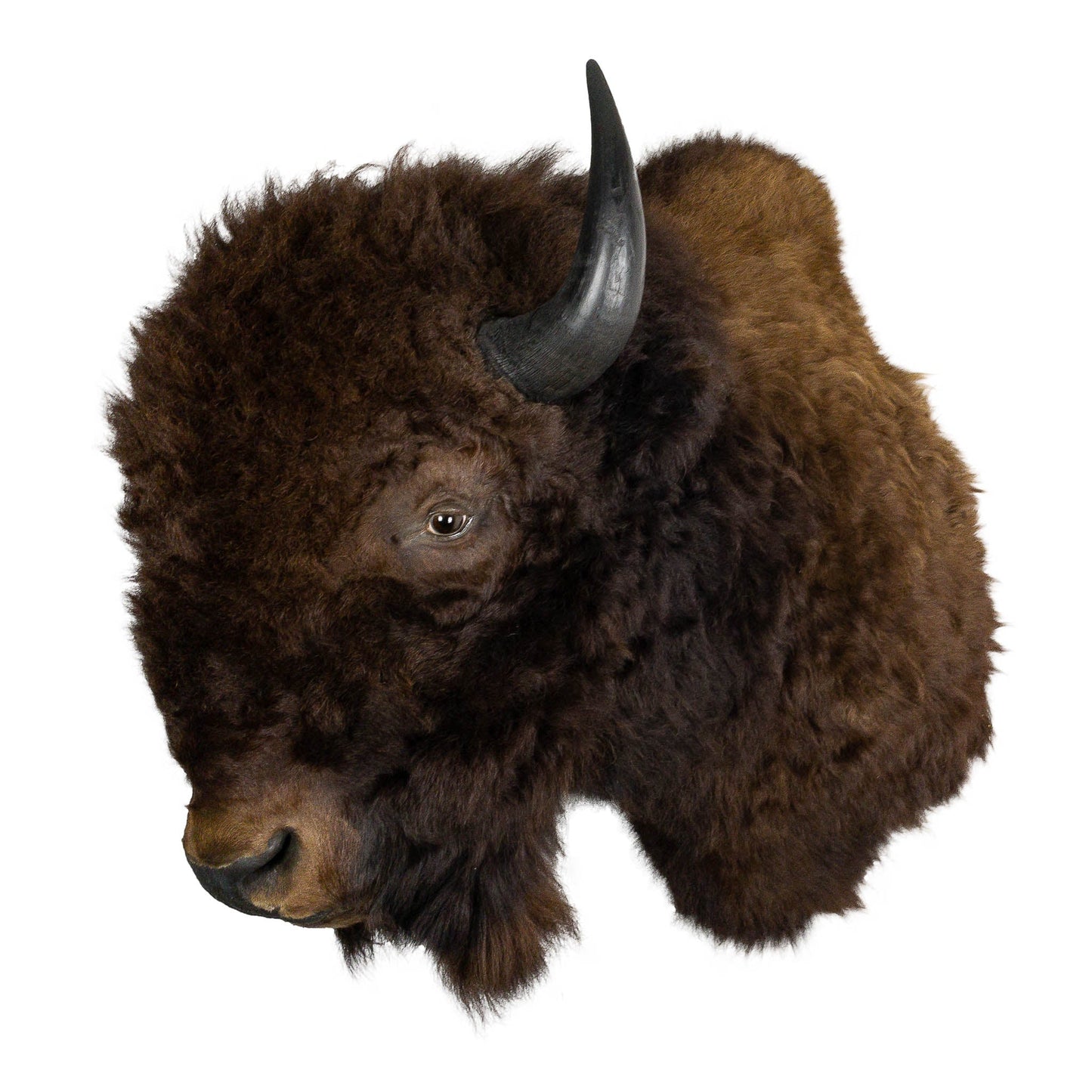 A Home Decor Taxidermy Bison Shoulder Mount of Grade World Class
