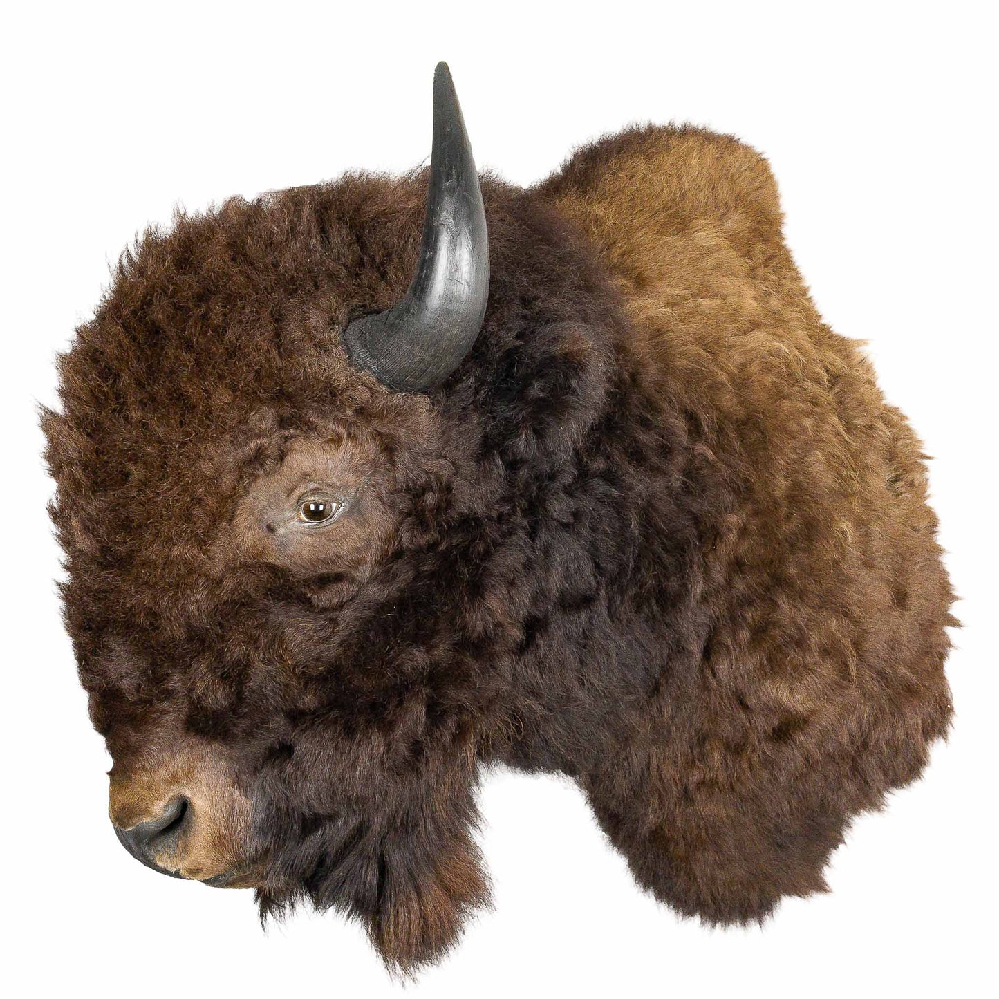 A Home Decor Taxidermy Bison Shoulder Mount of Grade World Class