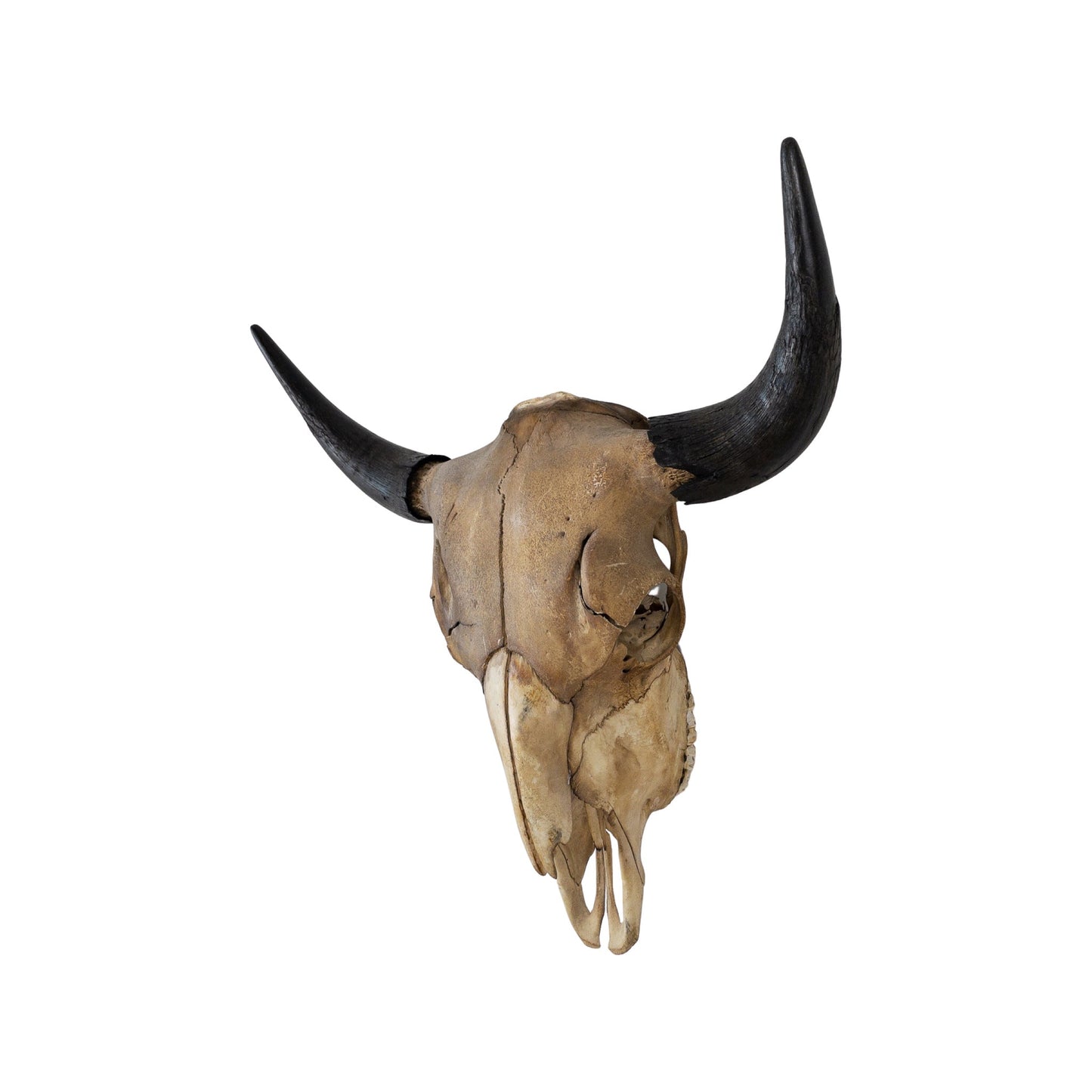 A Home Decor Taxidermy Skull Bison Coffee Stained of Grade Vintage