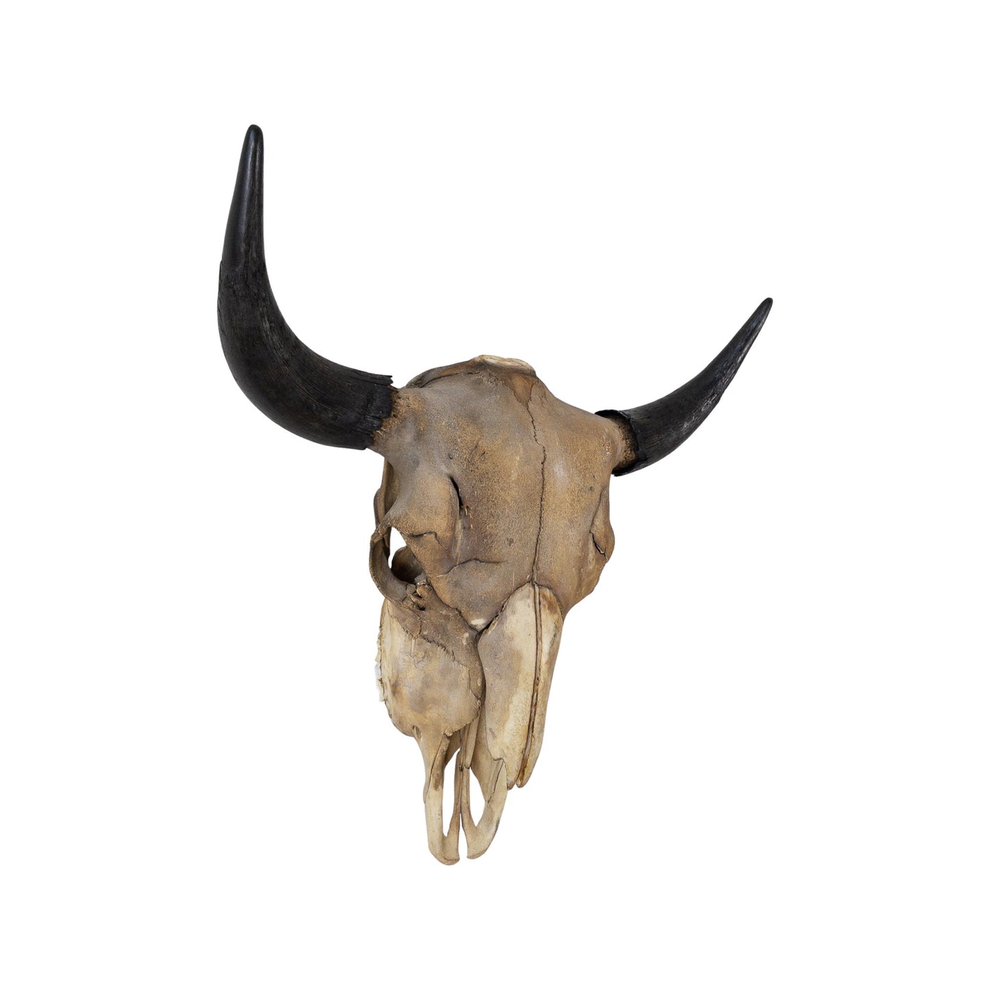 A Home Decor Taxidermy Skull Bison Coffee Stained of Grade Vintage