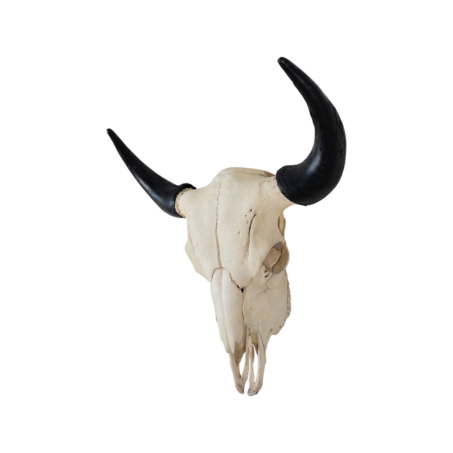 A Home Decor Taxidermy Skull Bisonof Grade Remarkable