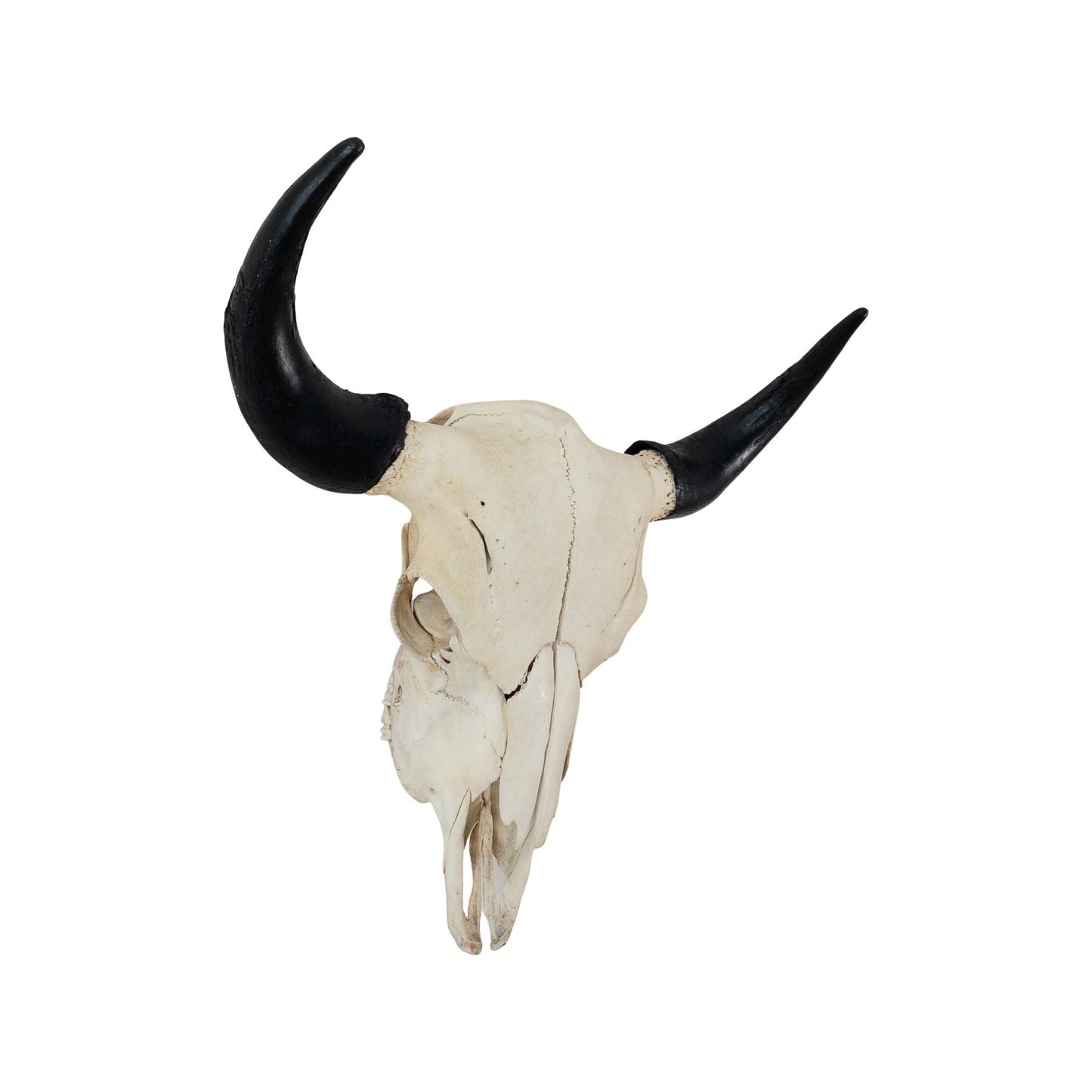 A Home Decor Taxidermy Skull Bisonof Grade Remarkable