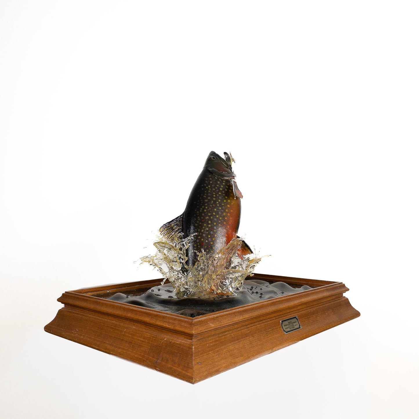 A Home Decor Taxidermy Fish Mount in Plexi-Glass Showcase Brook Trout Plexi-Glass Show case of Grade World Class