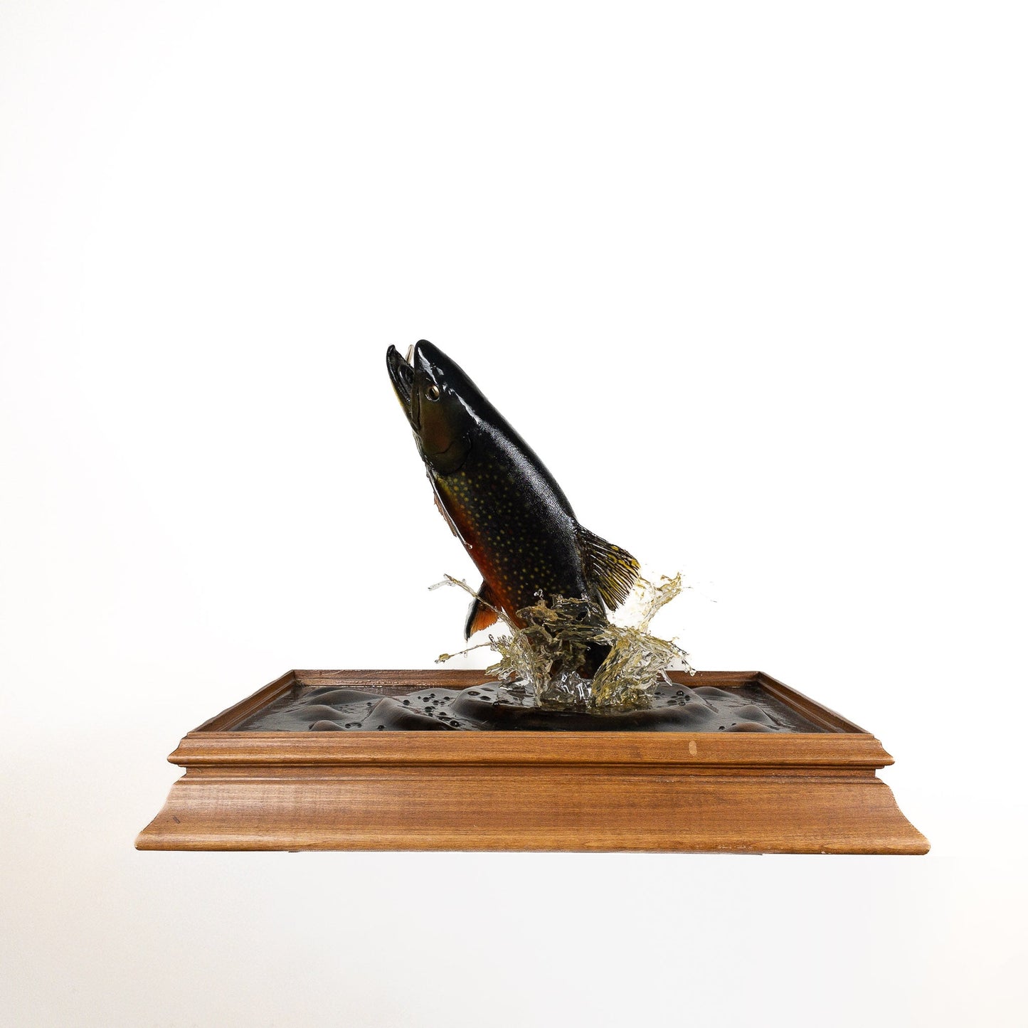 A Home Decor Taxidermy Fish Mount in Plexi-Glass Showcase Brook Trout Plexi-Glass Show case of Grade World Class