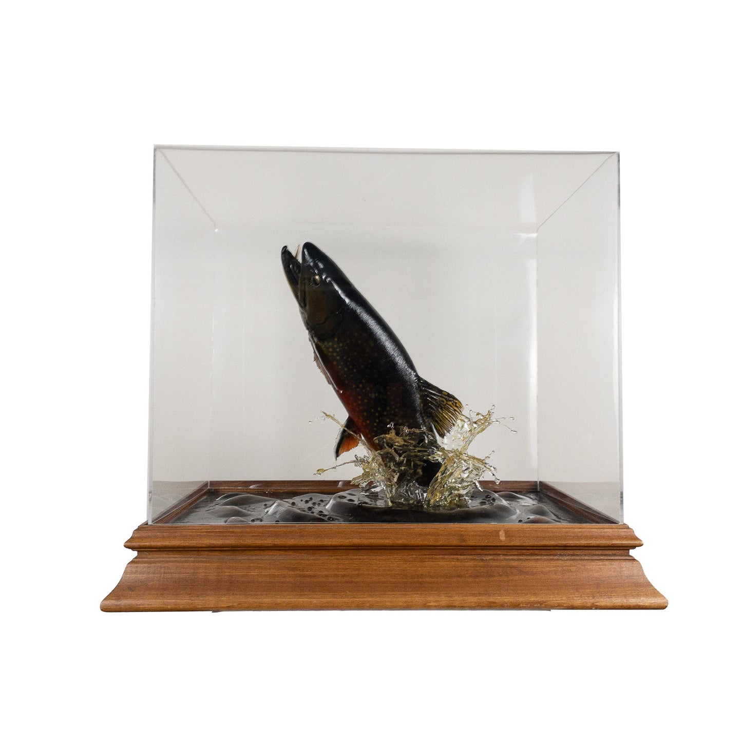 A Home Decor Taxidermy Fish Mount in Plexi-Glass Showcase Brook Trout Plexi-Glass Show case of Grade World Class