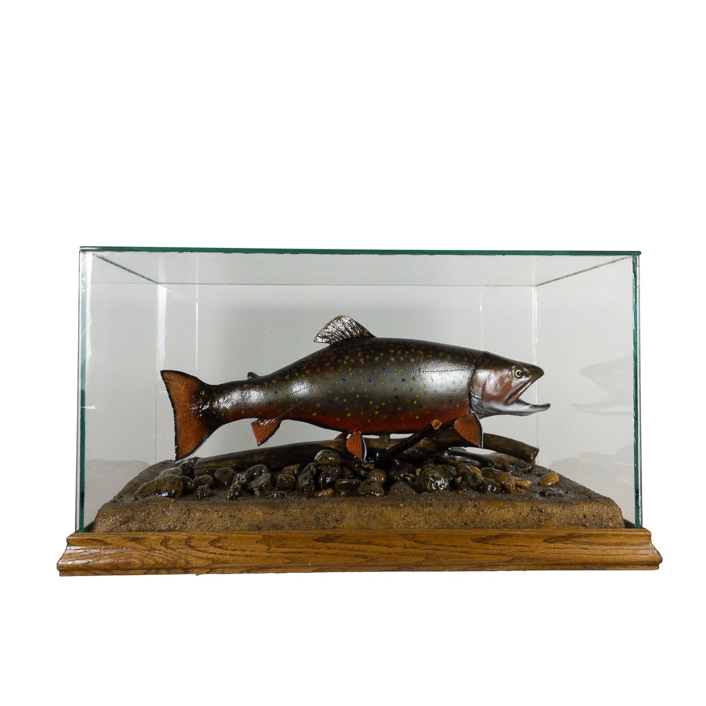 A Home Decor Taxidermy Fish Mount in Glass Showcase Brook Troutof Grade Remarkable