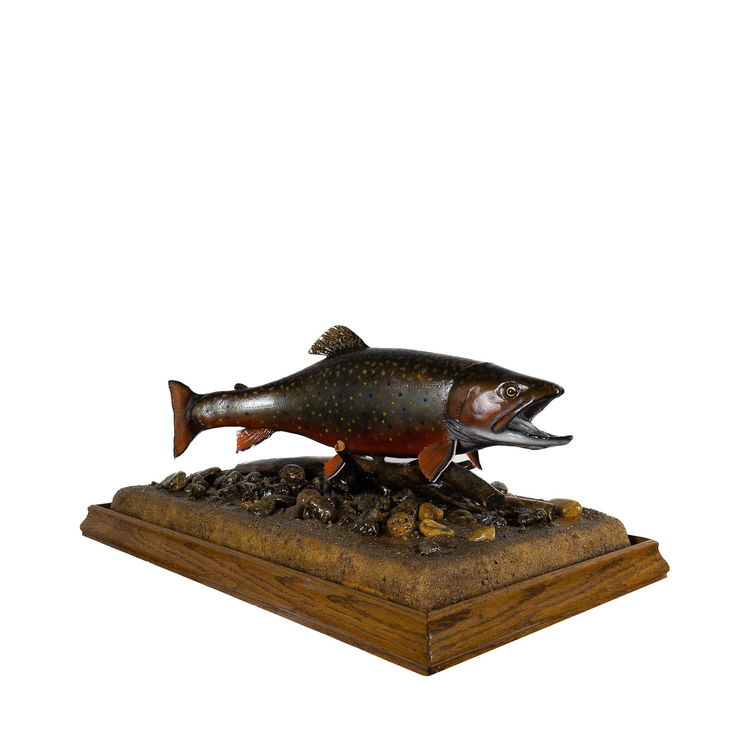 A Home Decor Taxidermy Fish Mount in Glass Showcase Brook Troutof Grade Remarkable