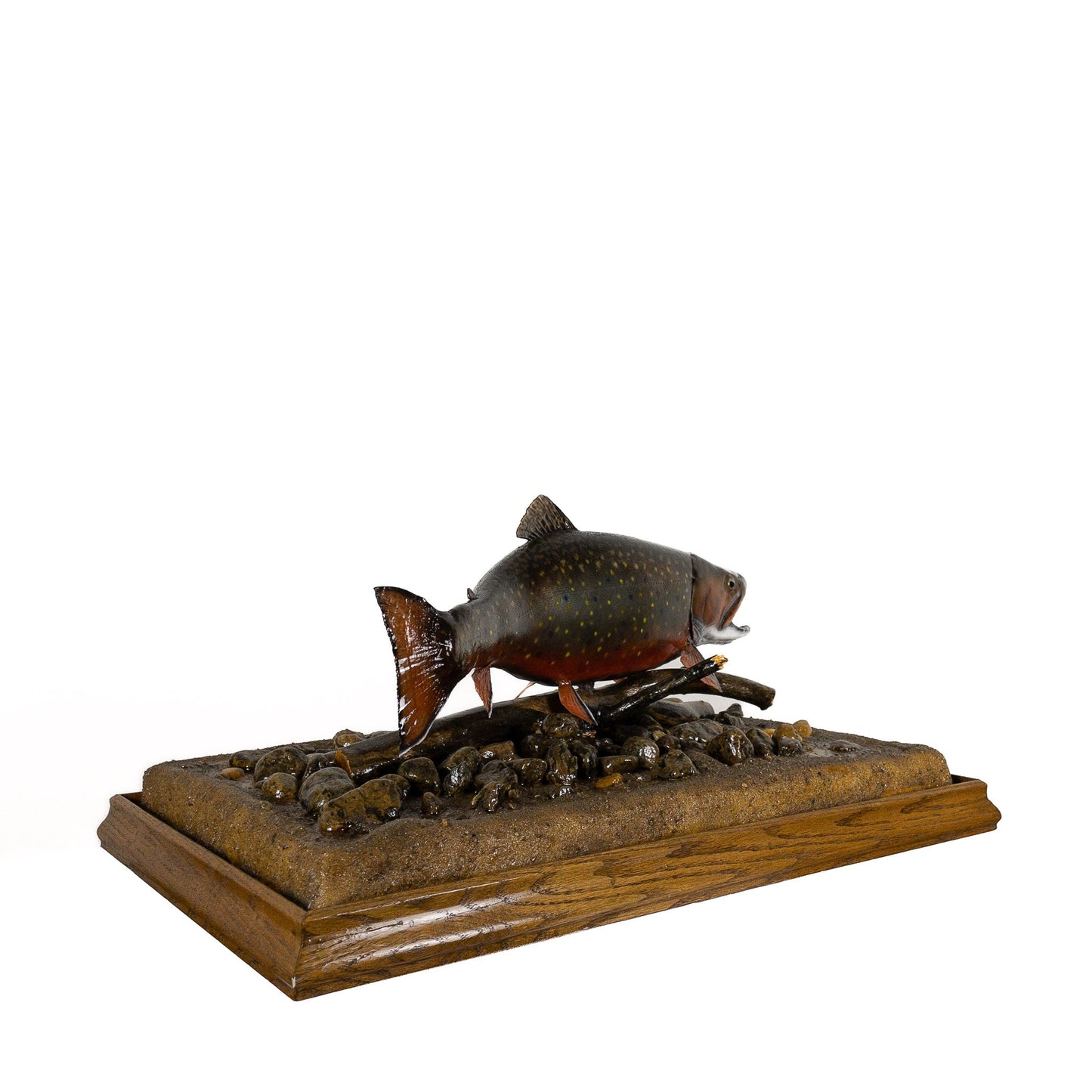 A Home Decor Taxidermy Fish Mount in Glass Showcase Brook Troutof Grade Remarkable