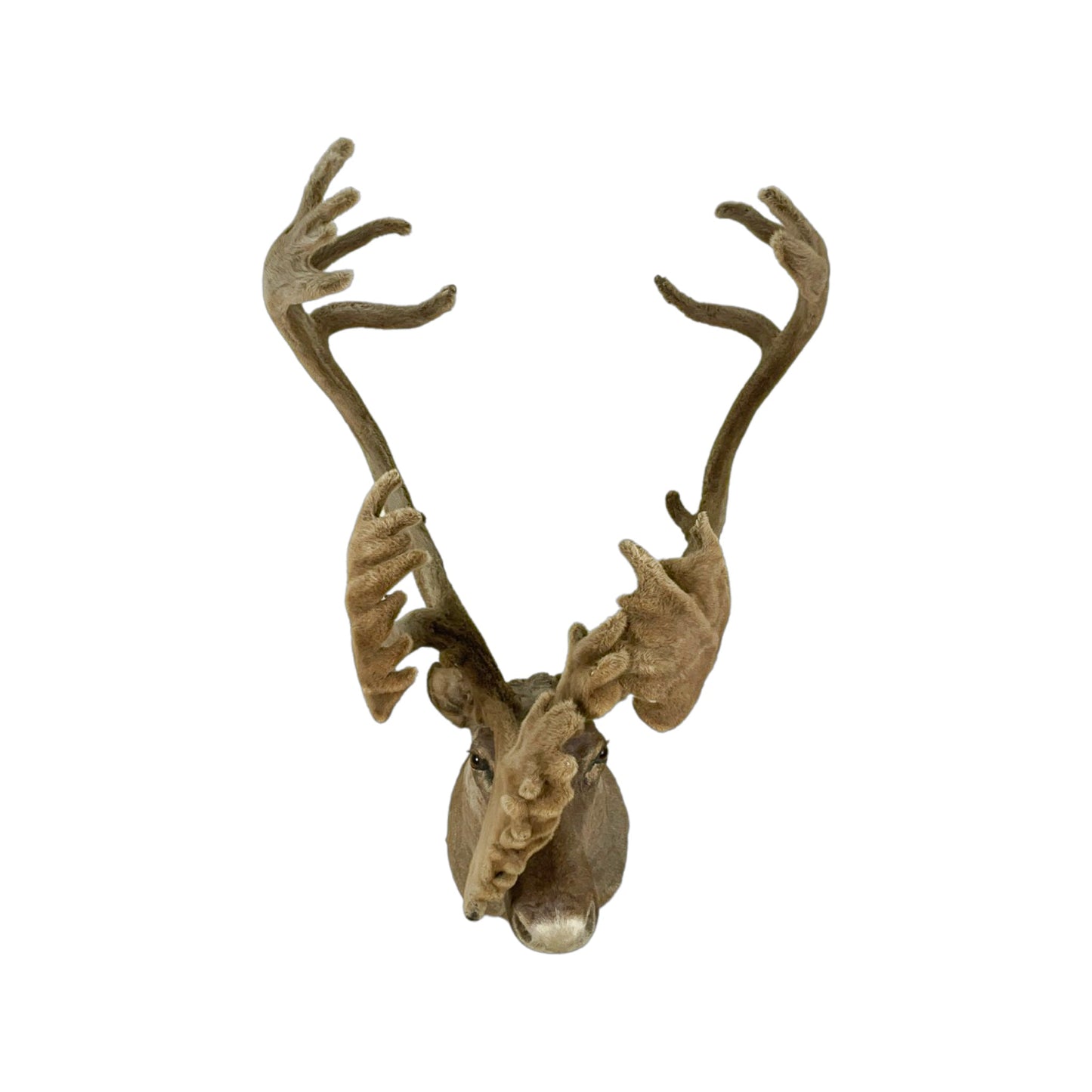 A Home Decor Taxidermy Caribou Shoulder Mount of Grade Remarkable