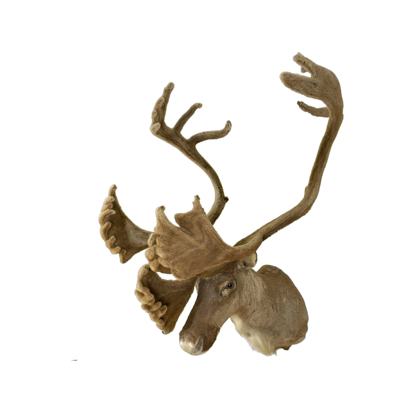 A Home Decor Taxidermy Caribou Shoulder Mount of Grade Remarkable