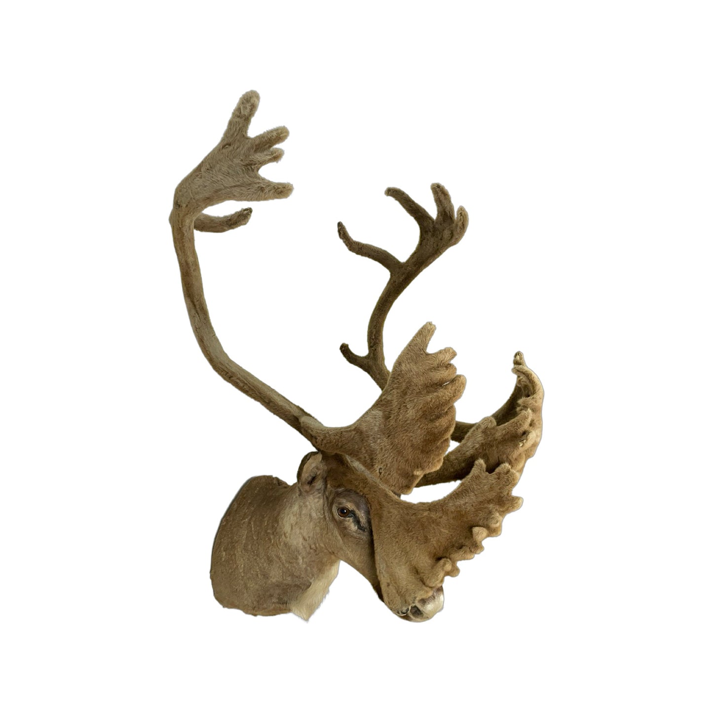 A Home Decor Taxidermy Caribou Shoulder Mount of Grade Remarkable