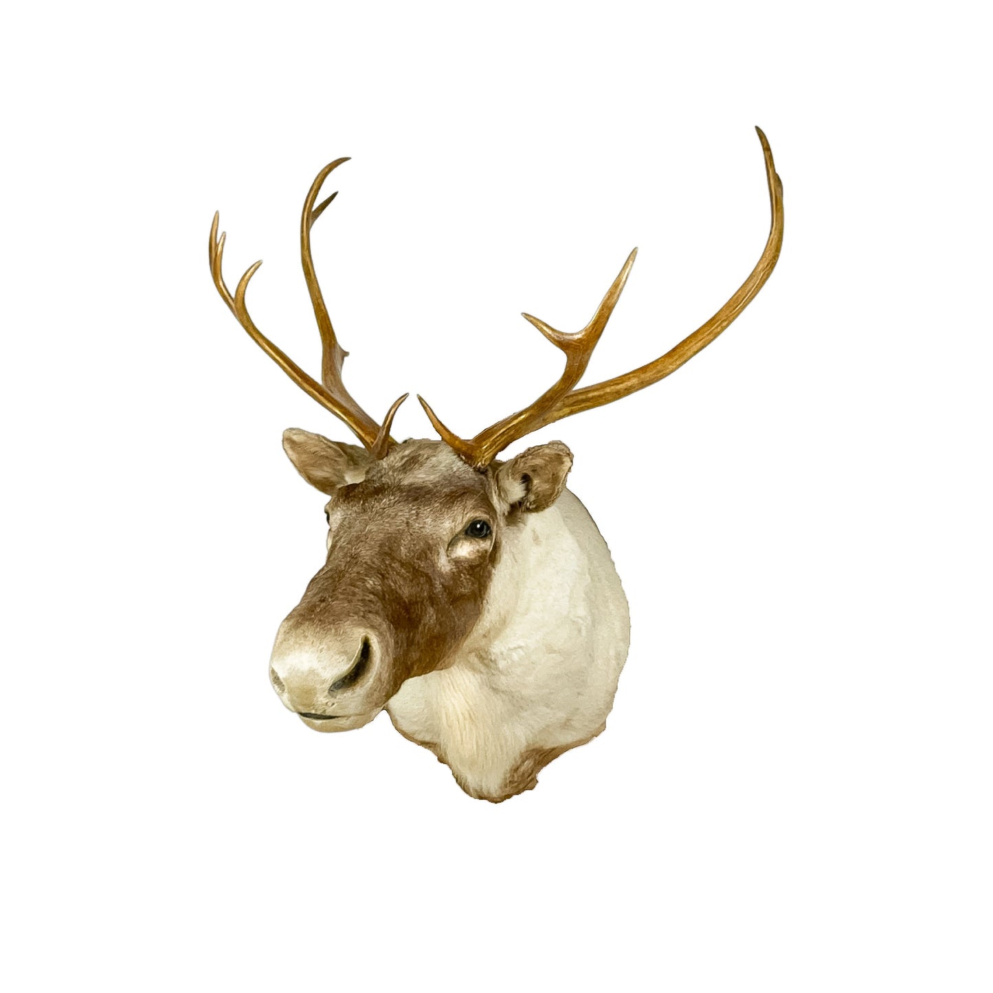 A Home Decor Taxidermy Caribou Shoulder Mount of Grade Remarkable