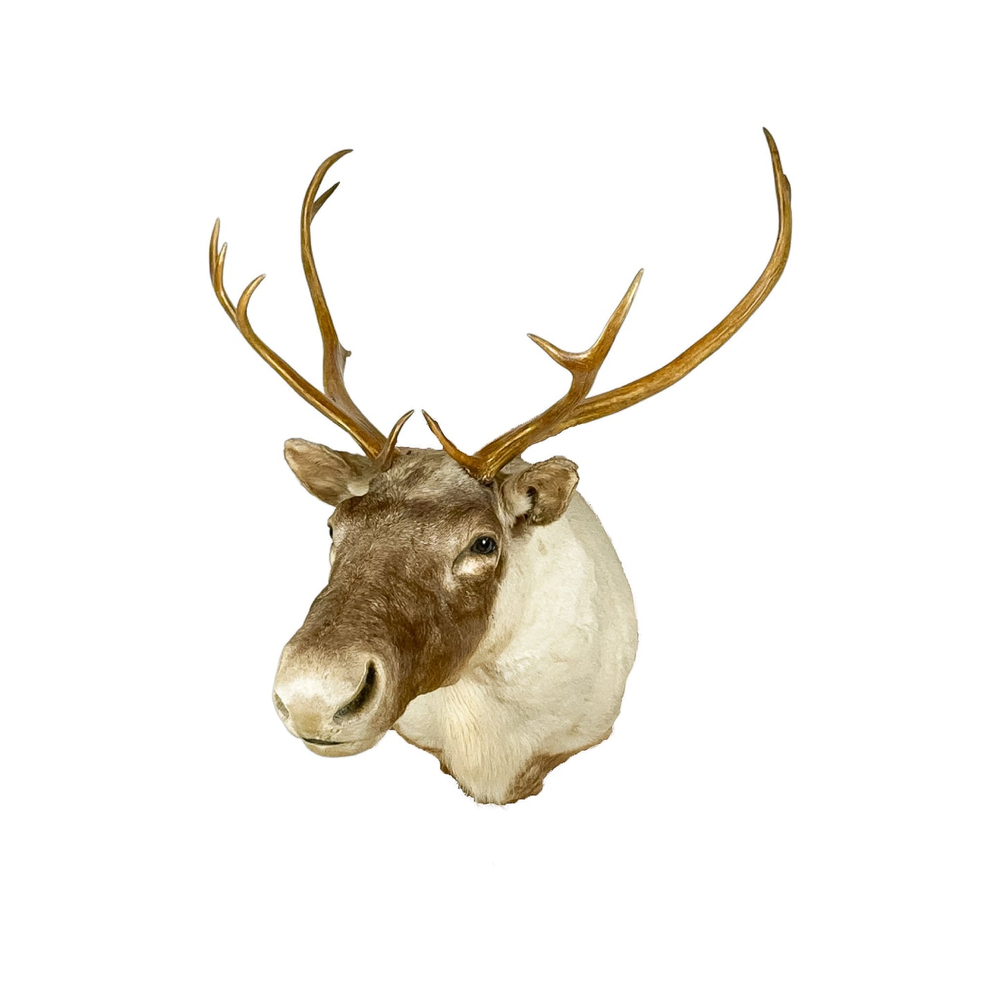 A Home Decor Taxidermy Caribou Shoulder Mount of Grade Remarkable